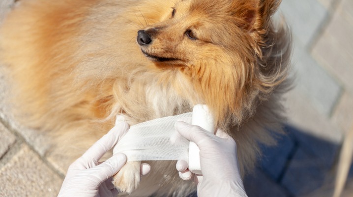 Pet owner puts a bandage on the paw of a Shetland sheepdog