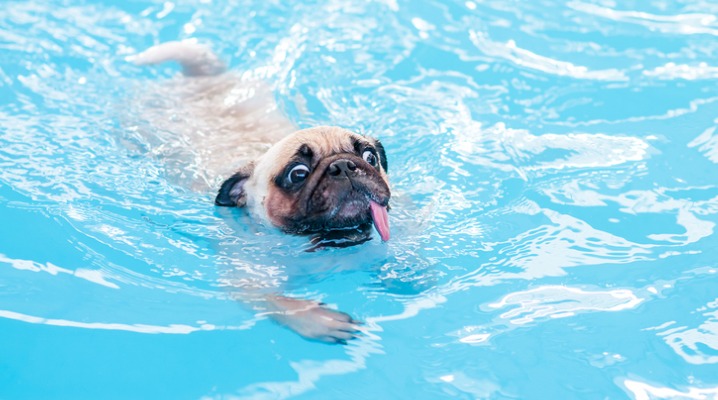 A happy swimming pug with his tongue sticking out swims in a pool