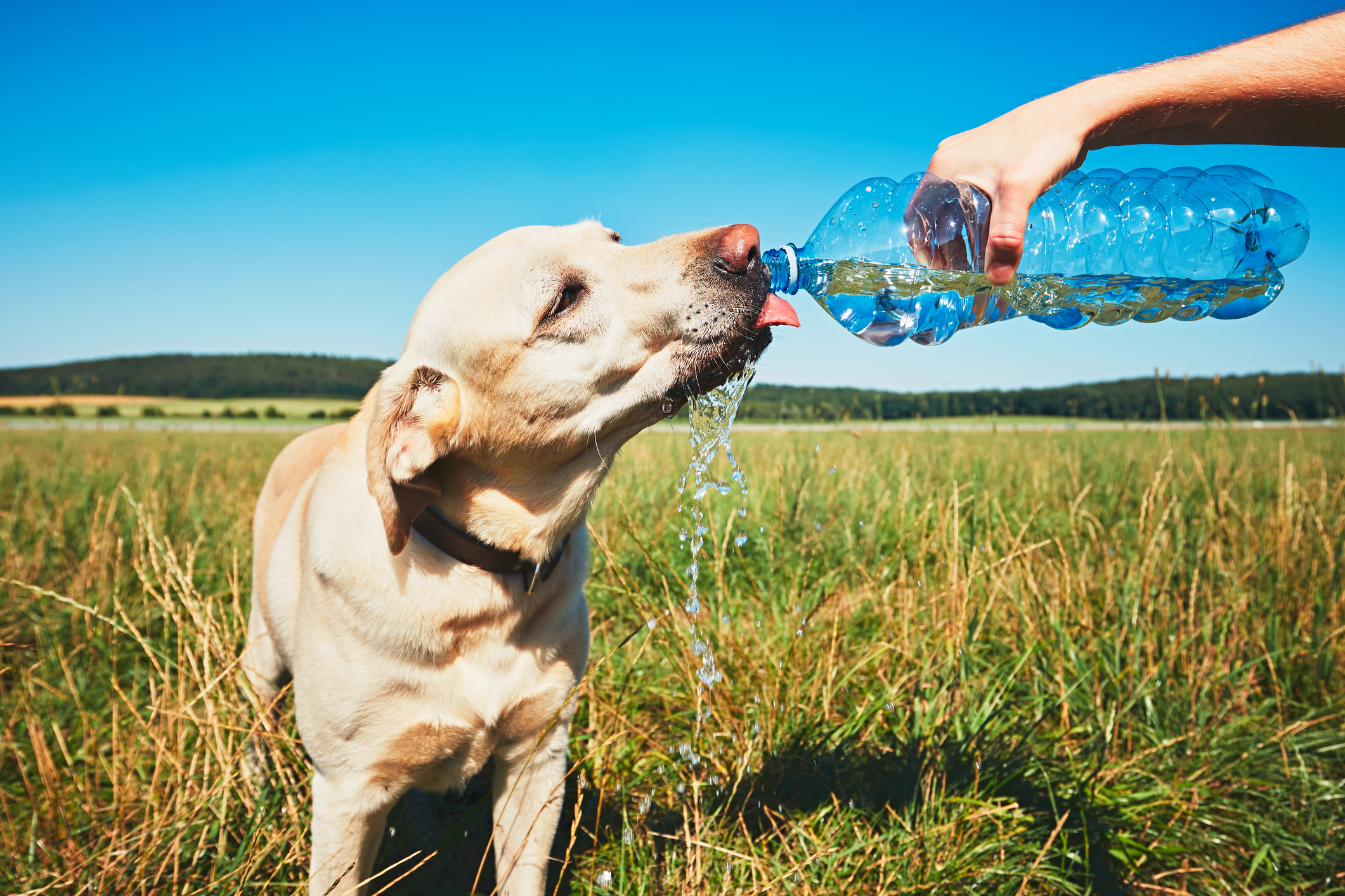Overheated golden retriever drinks water from a plastic water bottle on a summer day