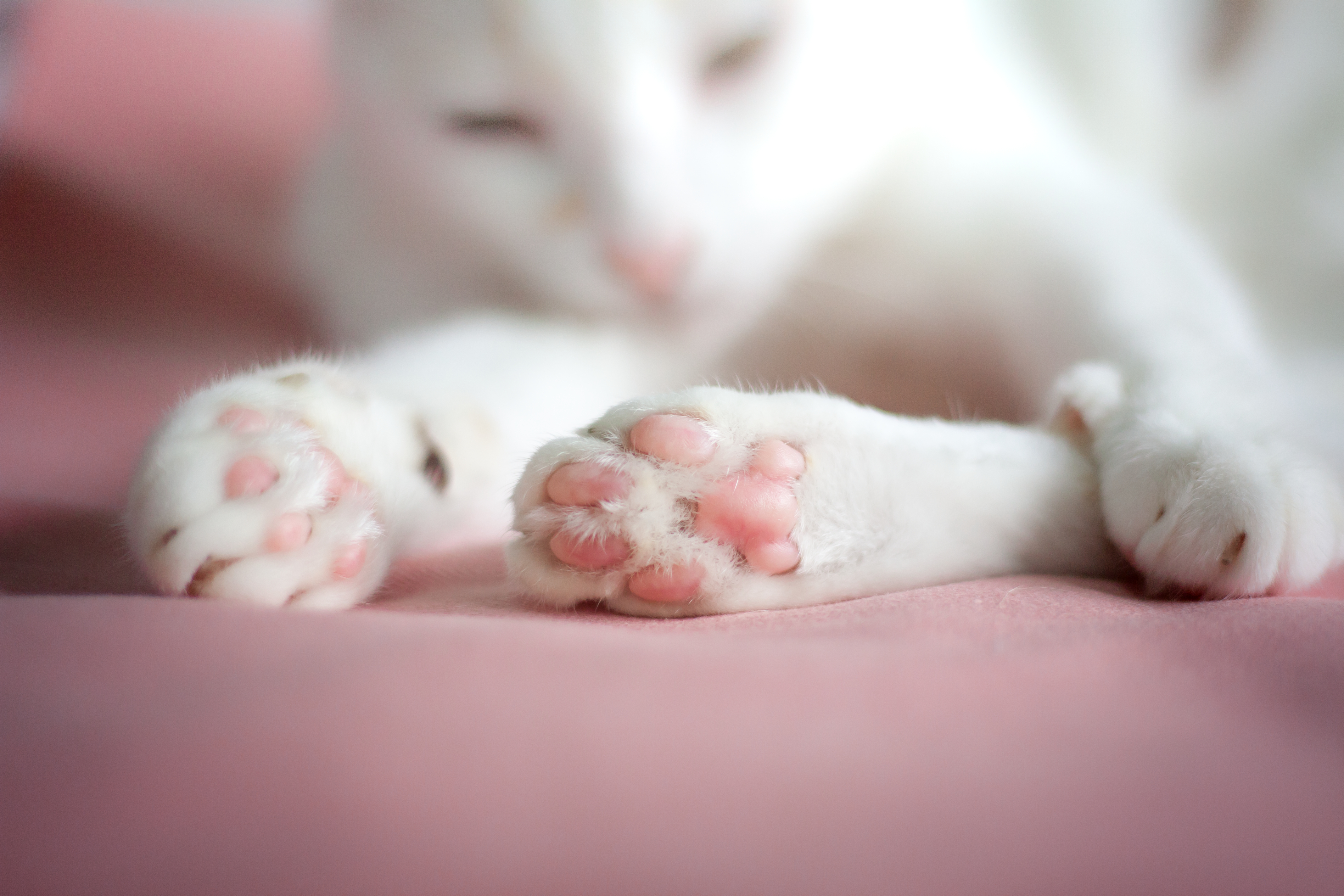 A close up of a white cat's paws