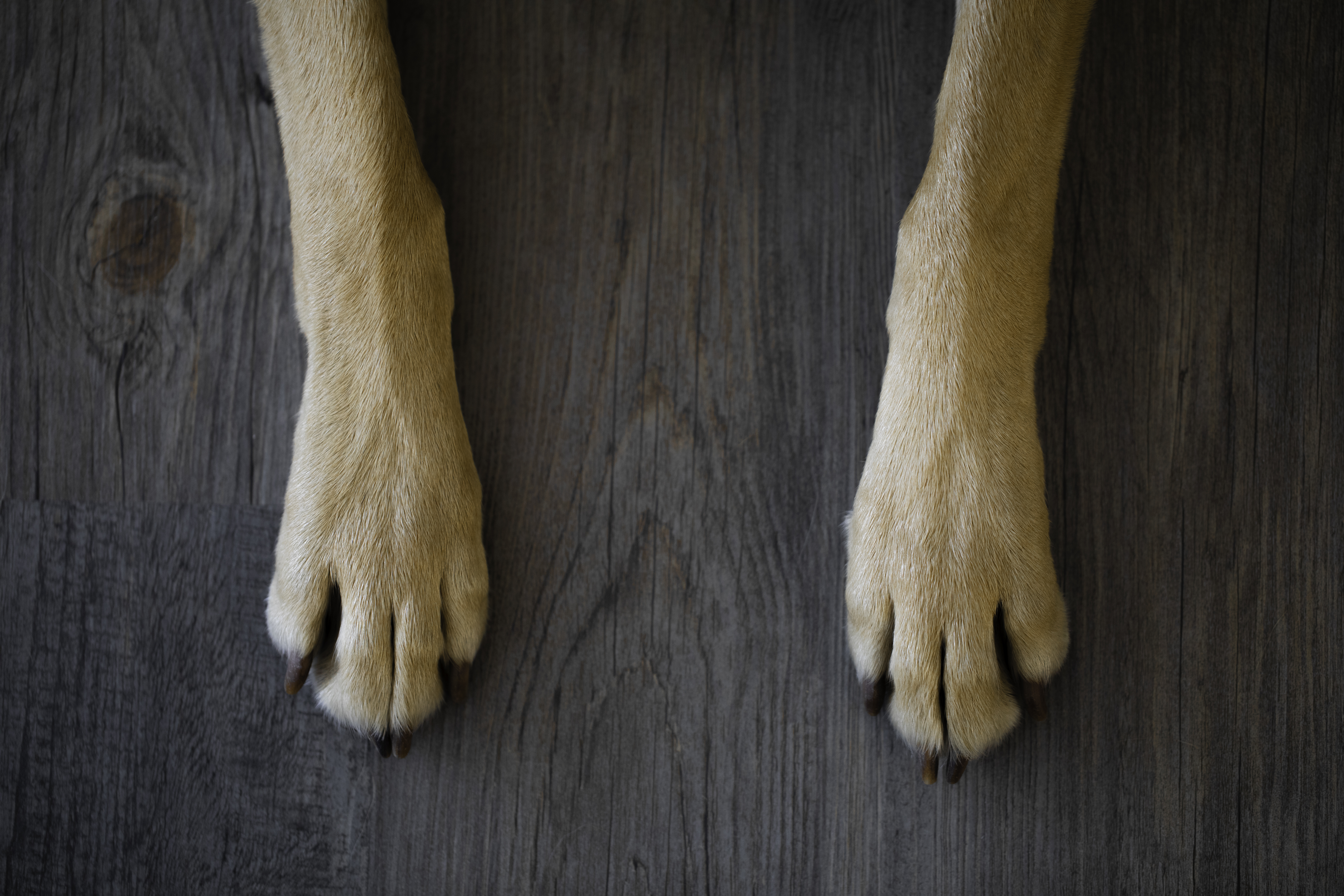 A pair of dog's paws
