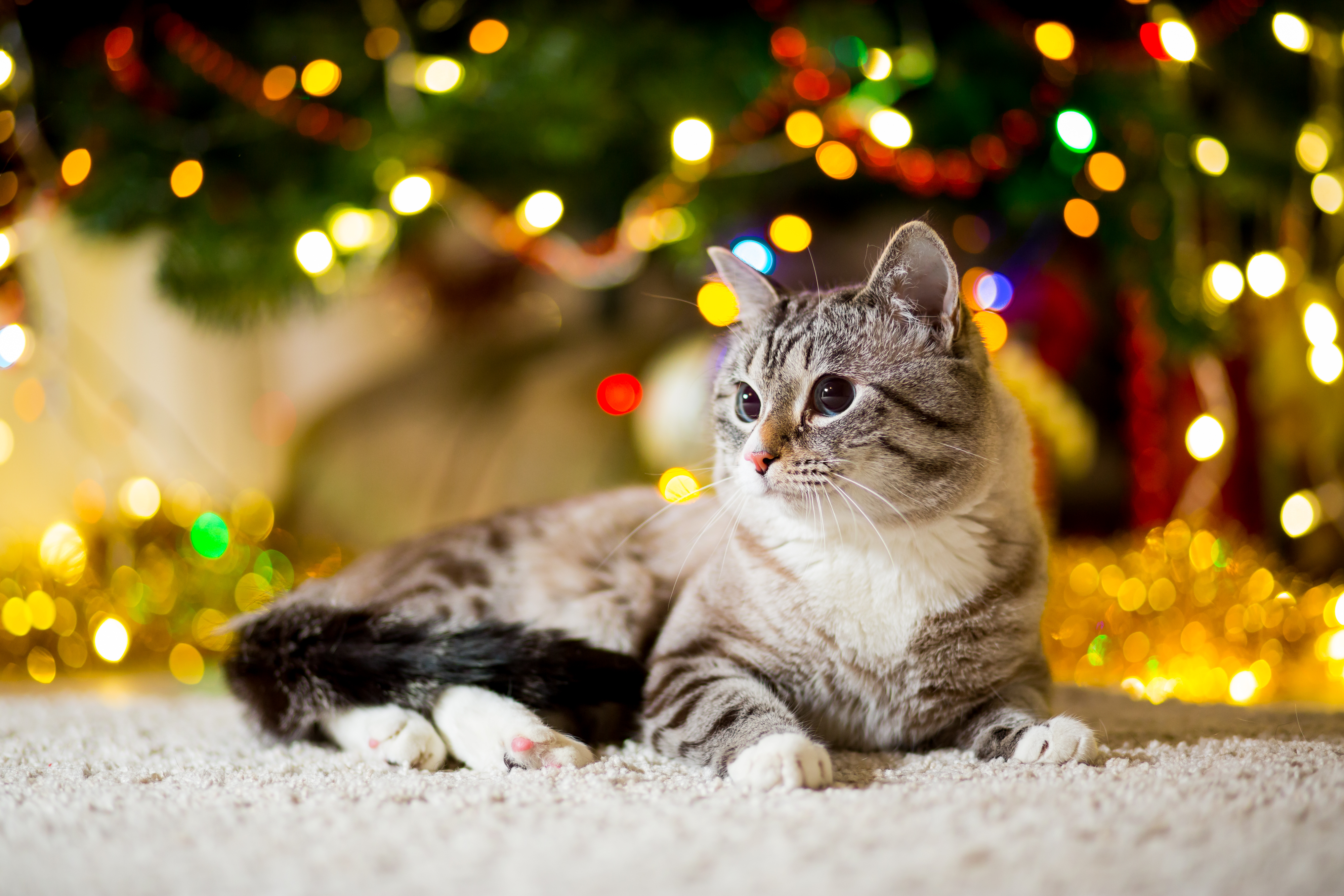 A cute grey tabby cat sits under a Christmas tree