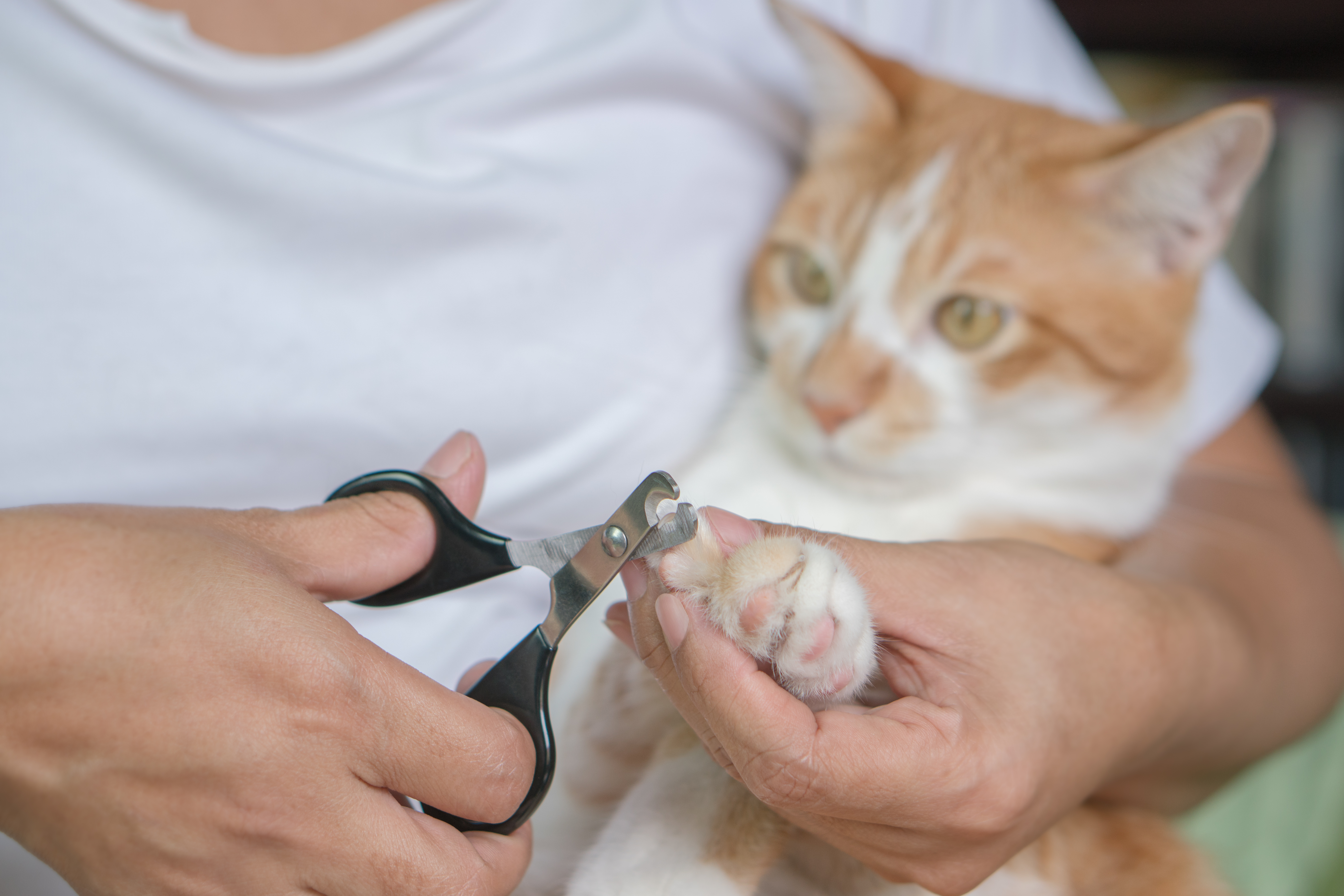A pet owner trims a orange and white cat's trimmed