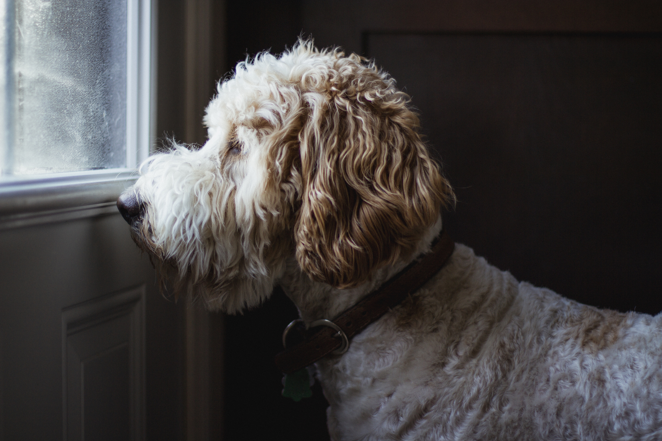 A poodle mix waits at the door for his owners to come home