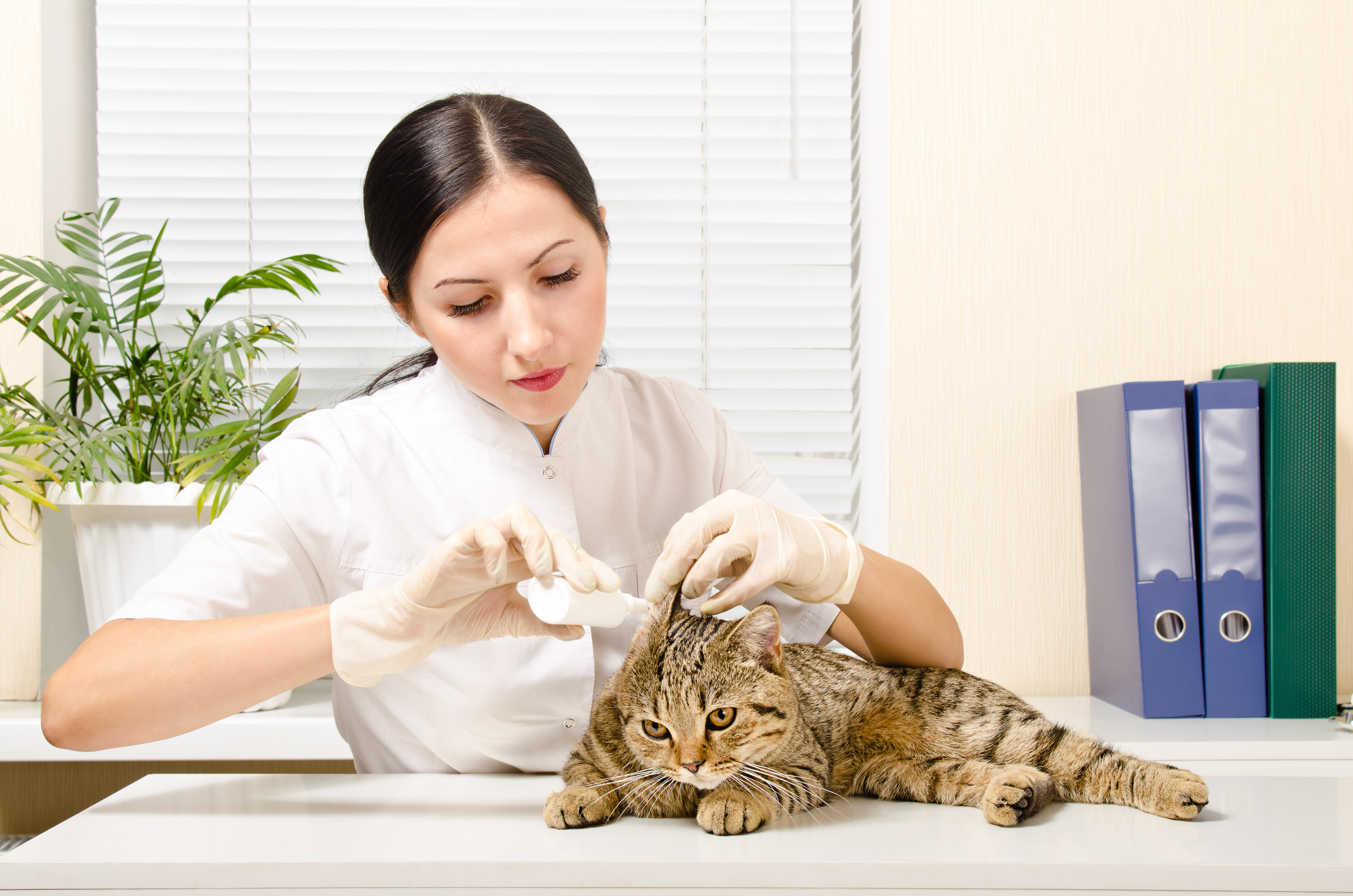 A brown striped cat receives ear medicine from a female veterinarian