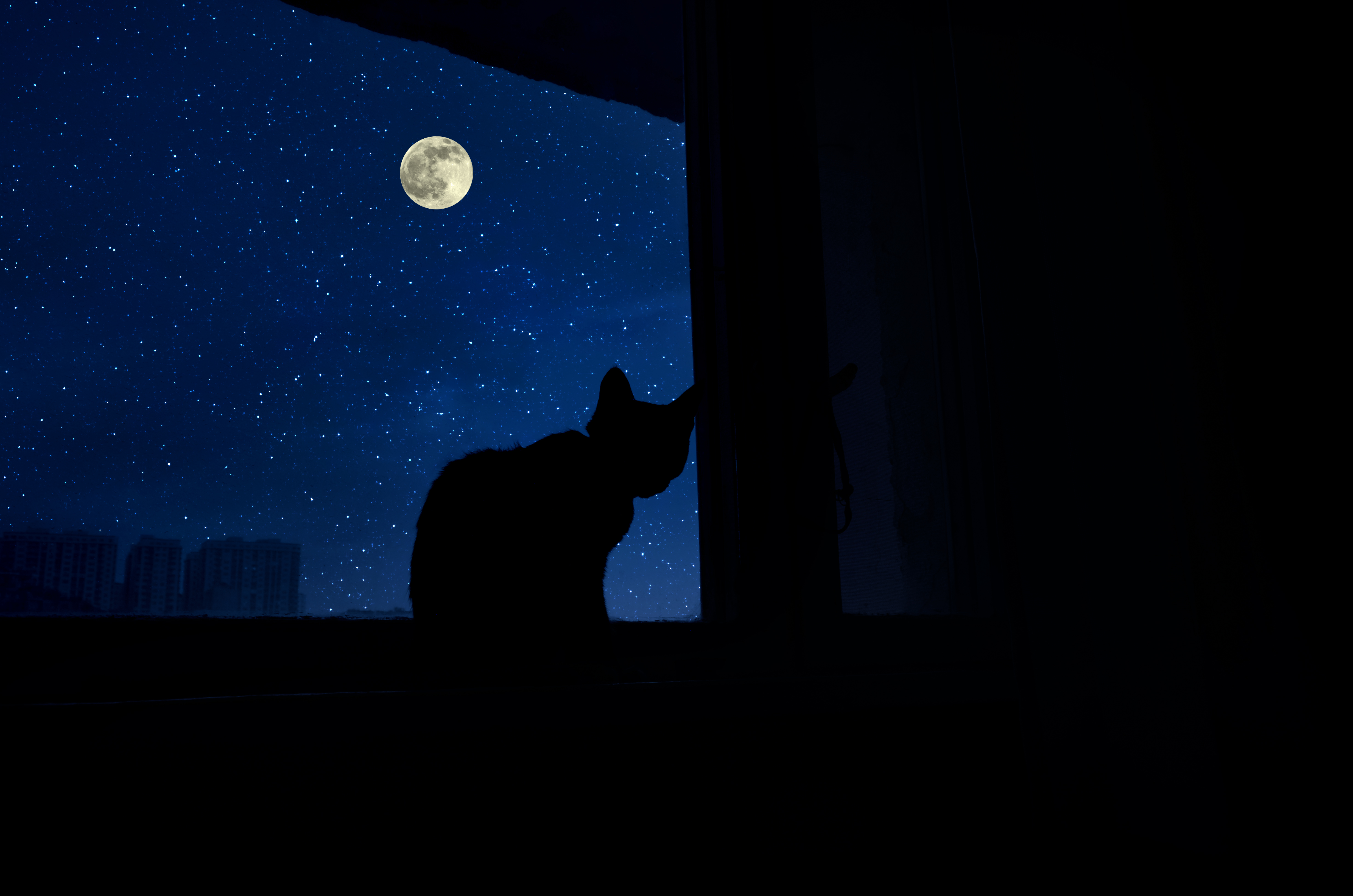 A cat's shadow in the window on a clear night with the full moon overhead
