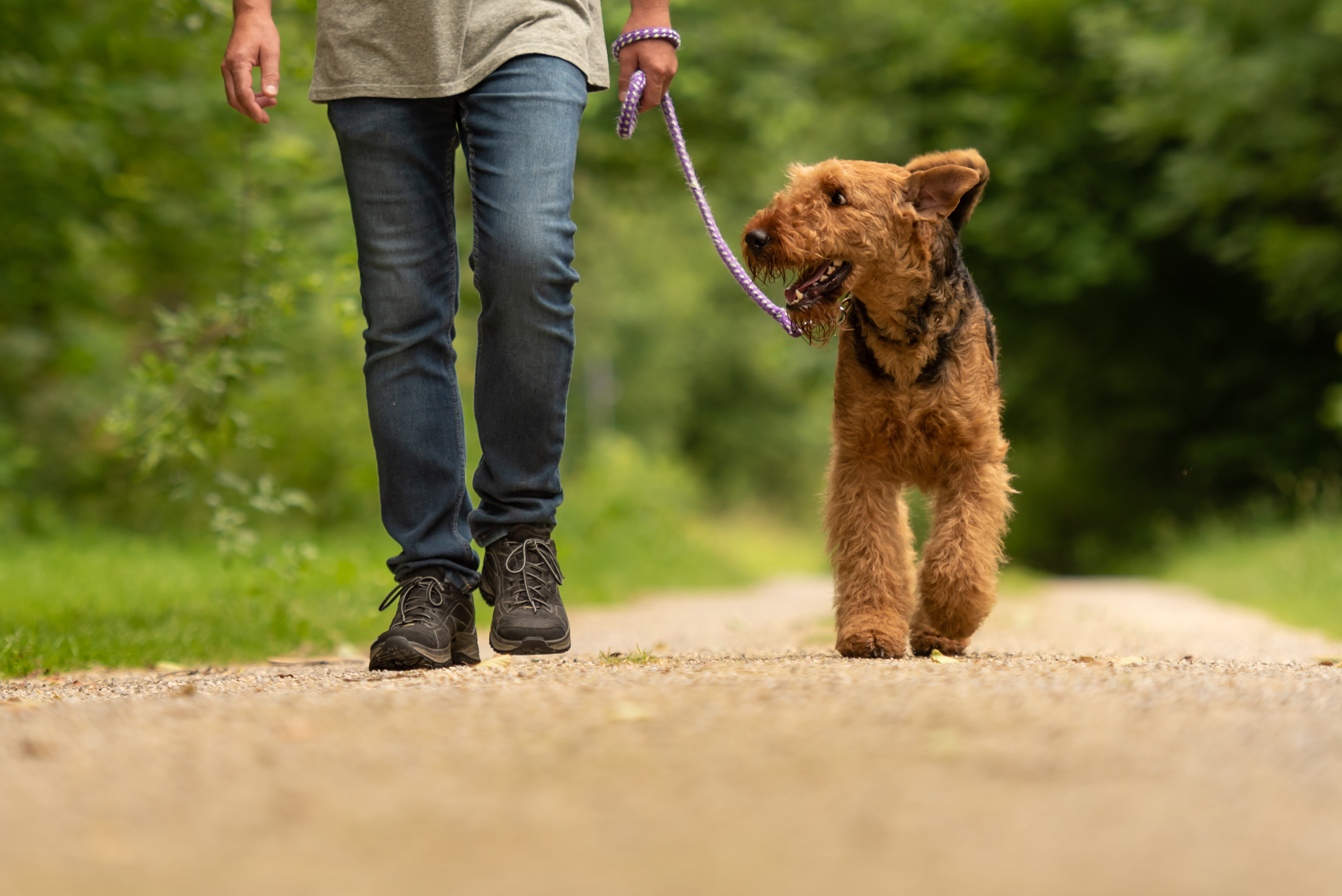 A man walks a happy Airedale terrier