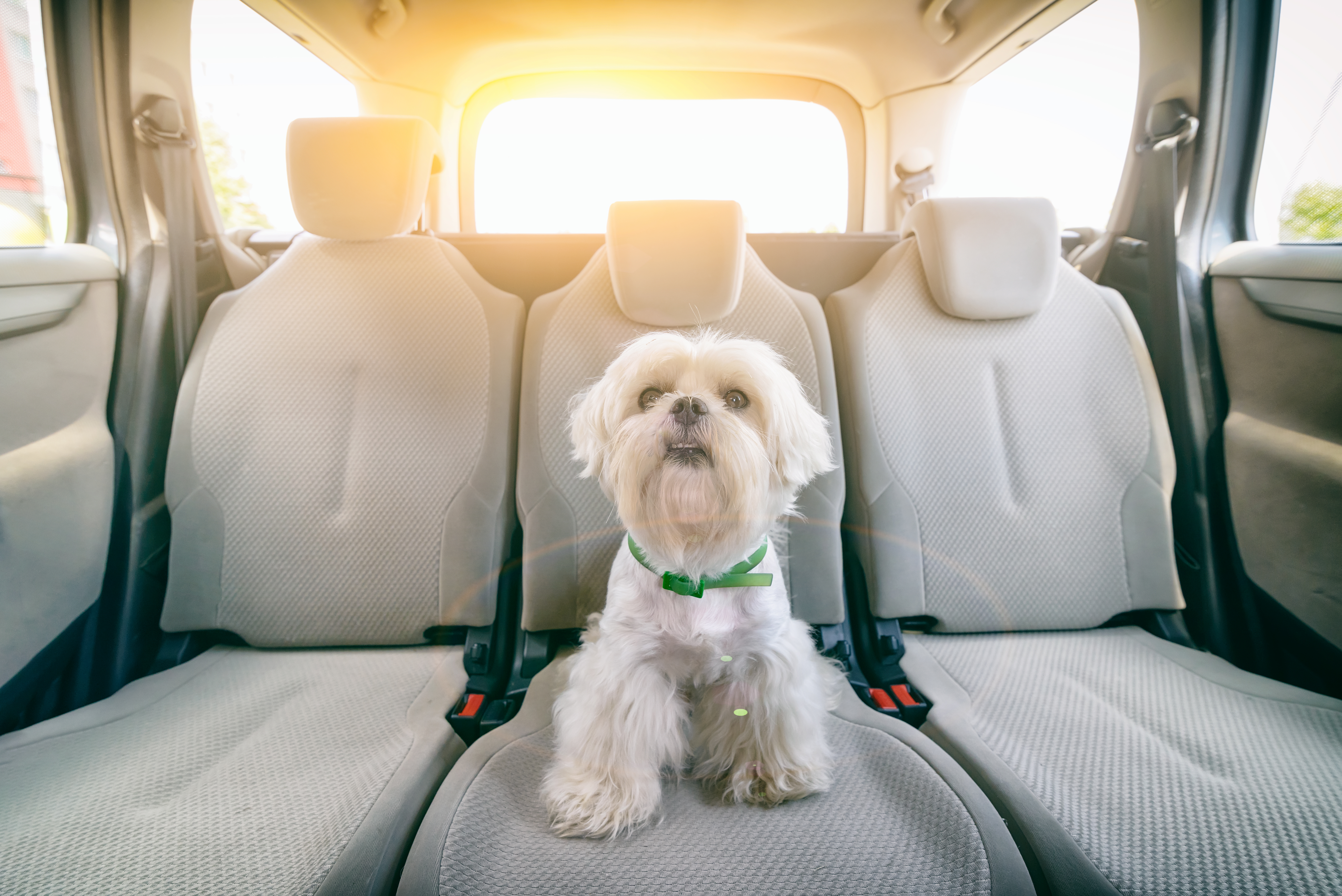 Cute Shih Tzu sits in the car on a sunny morning