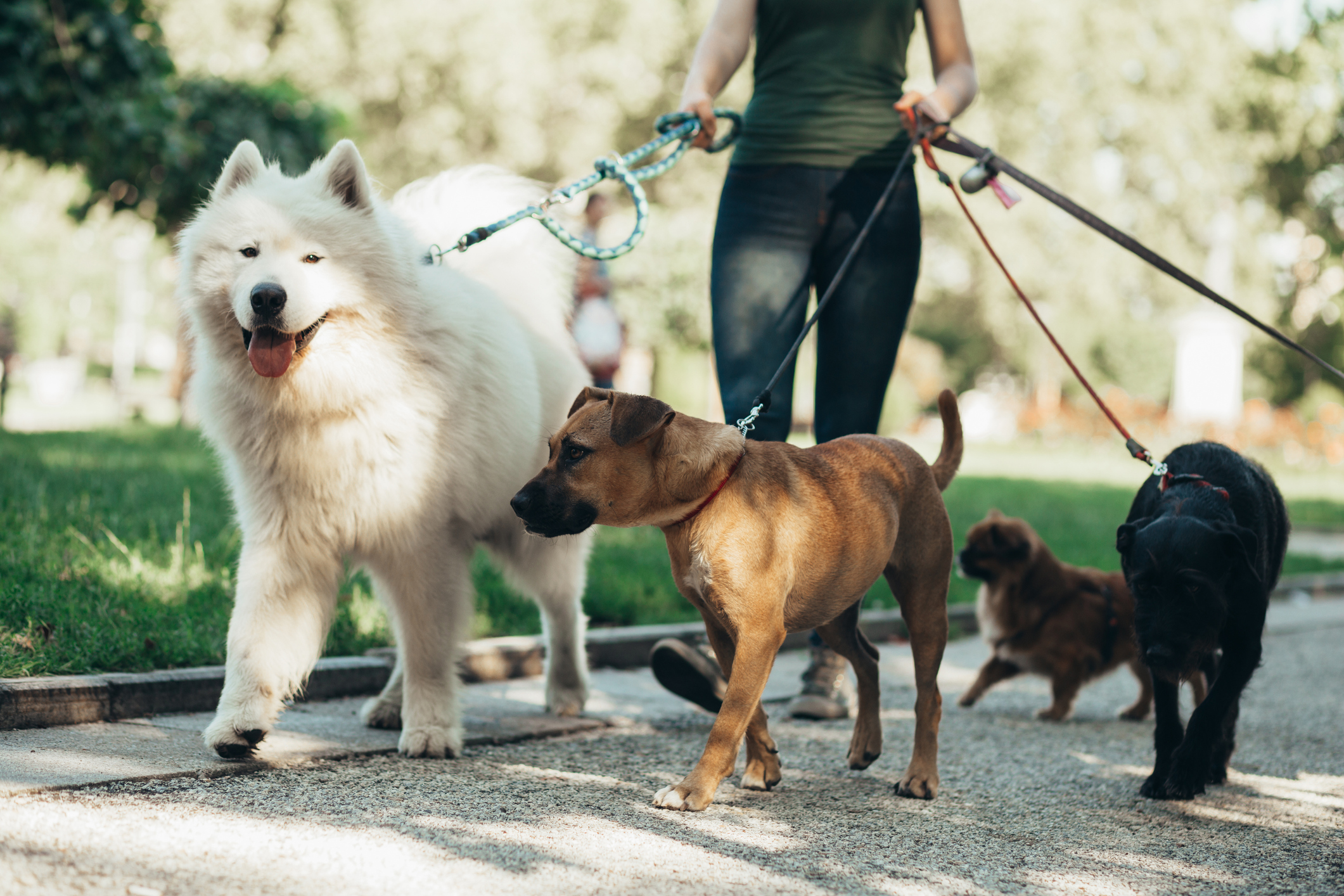 A woman walks four different sized dogs all at the same time