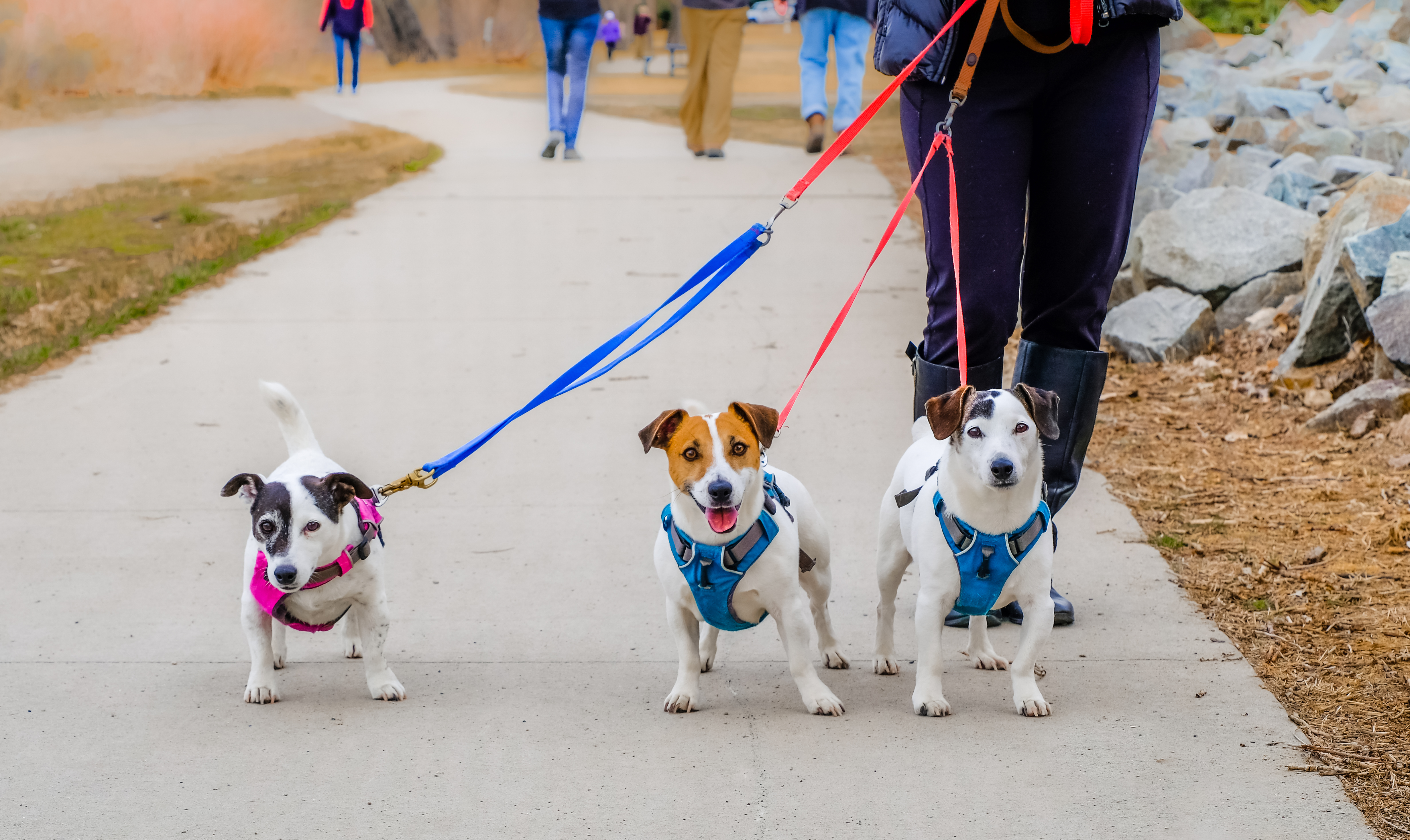 A woman walks her three Jack Russell terriers