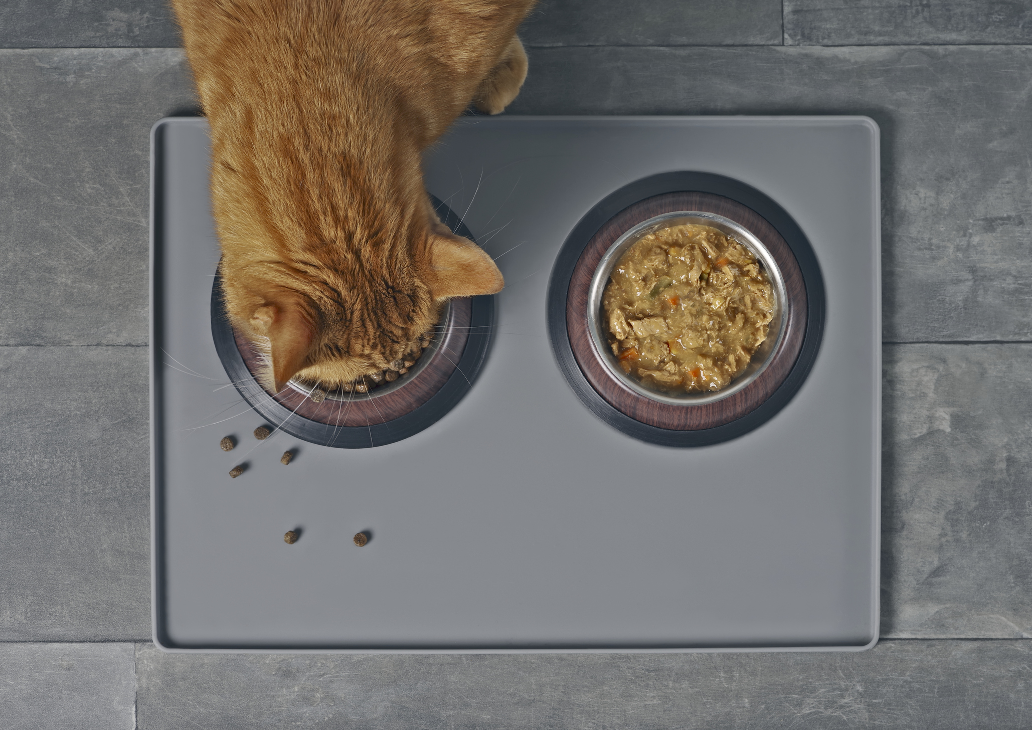 Orange cat eats kibble out of a double dish
