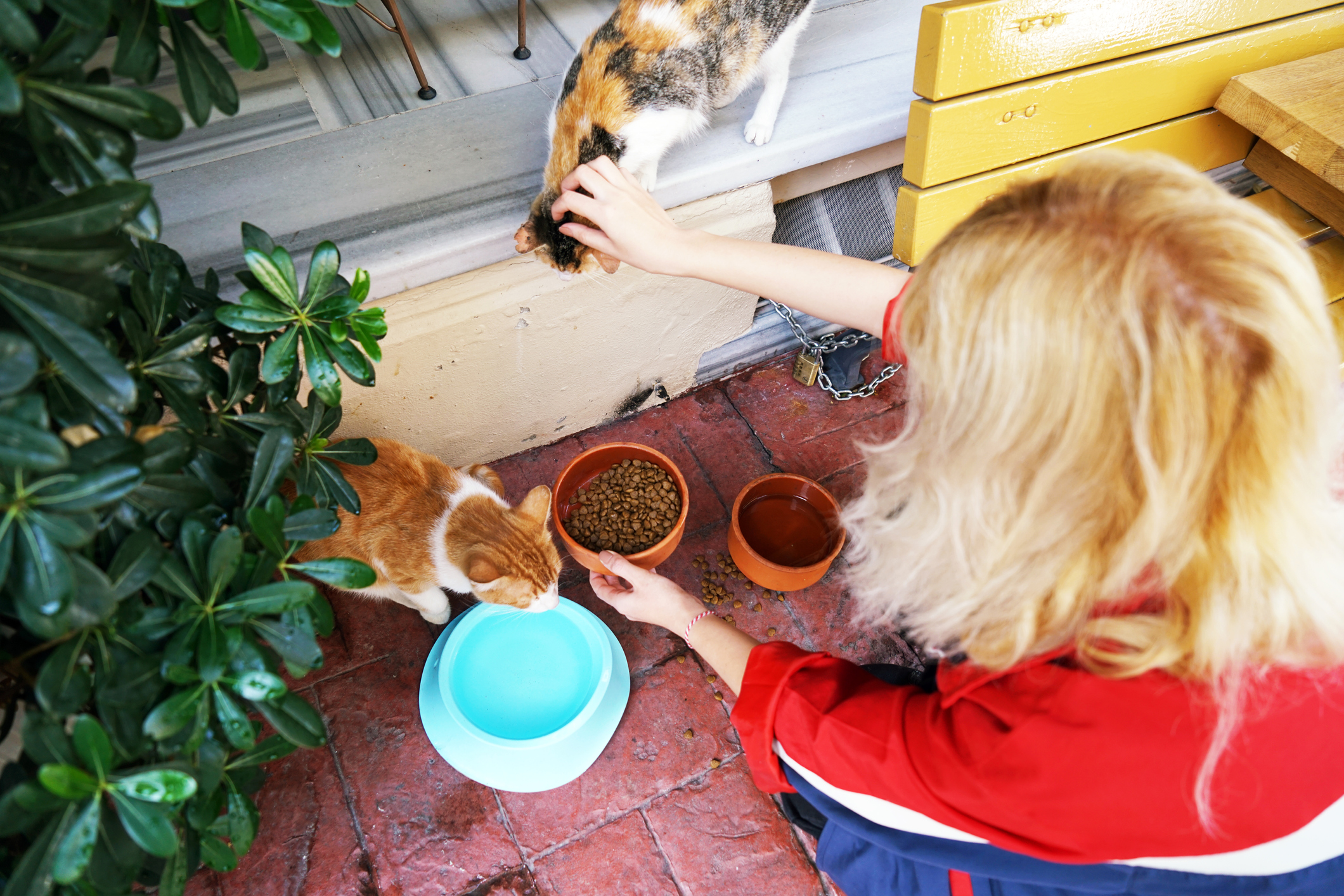 Blonde woman feeds two stray cats