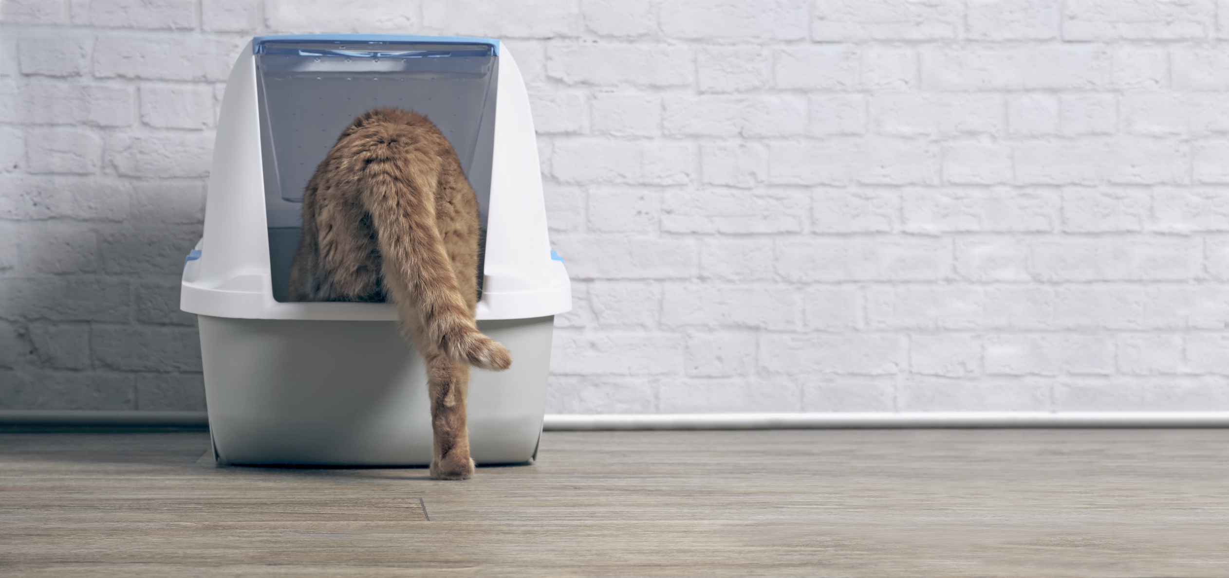 Orange cat uses a covered litter box