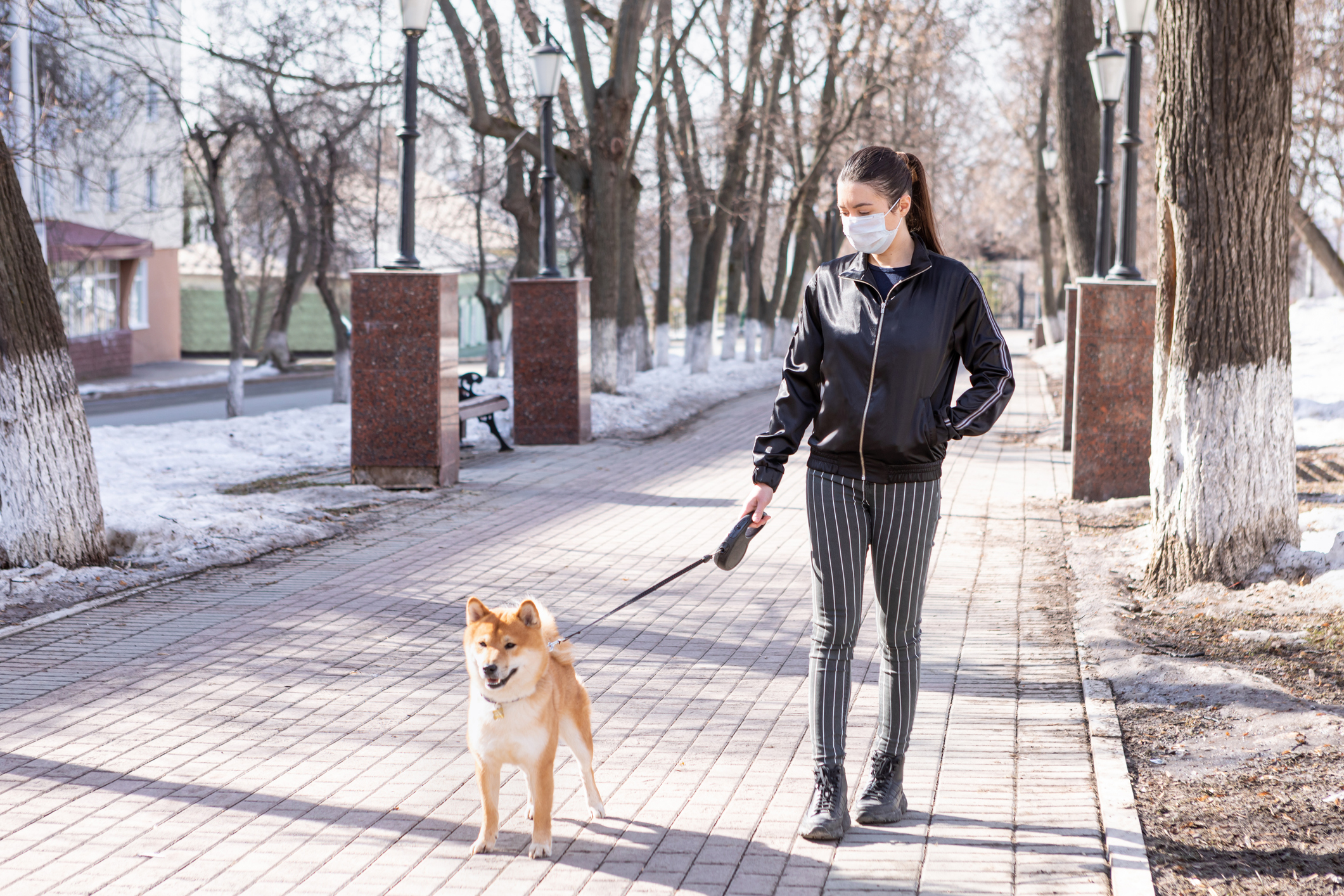 Stylish young woman in a medical mask walks her Shiba inu in the winter