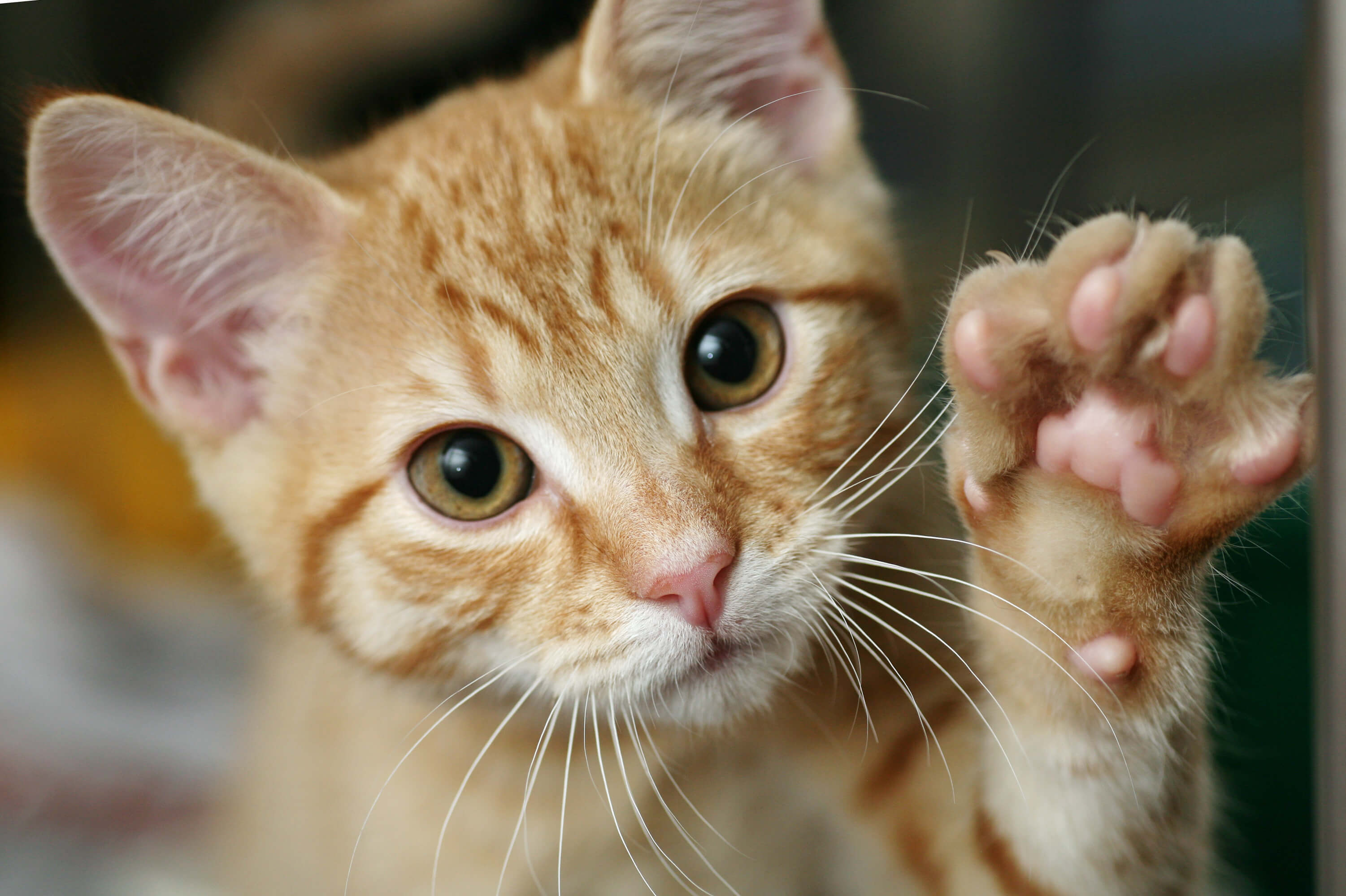 Cute orange tabby kitten reaches out his paw