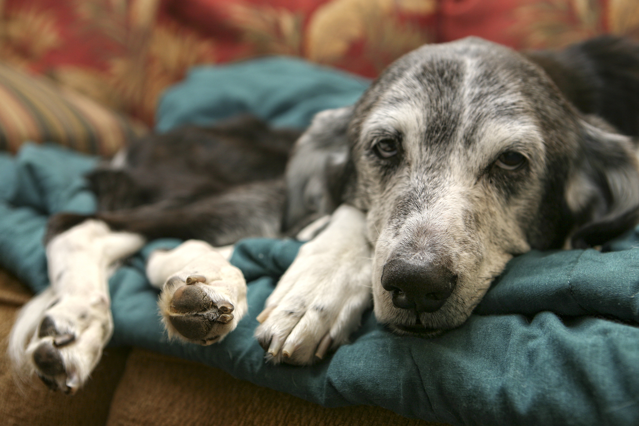 Old grey dog rests on the couch