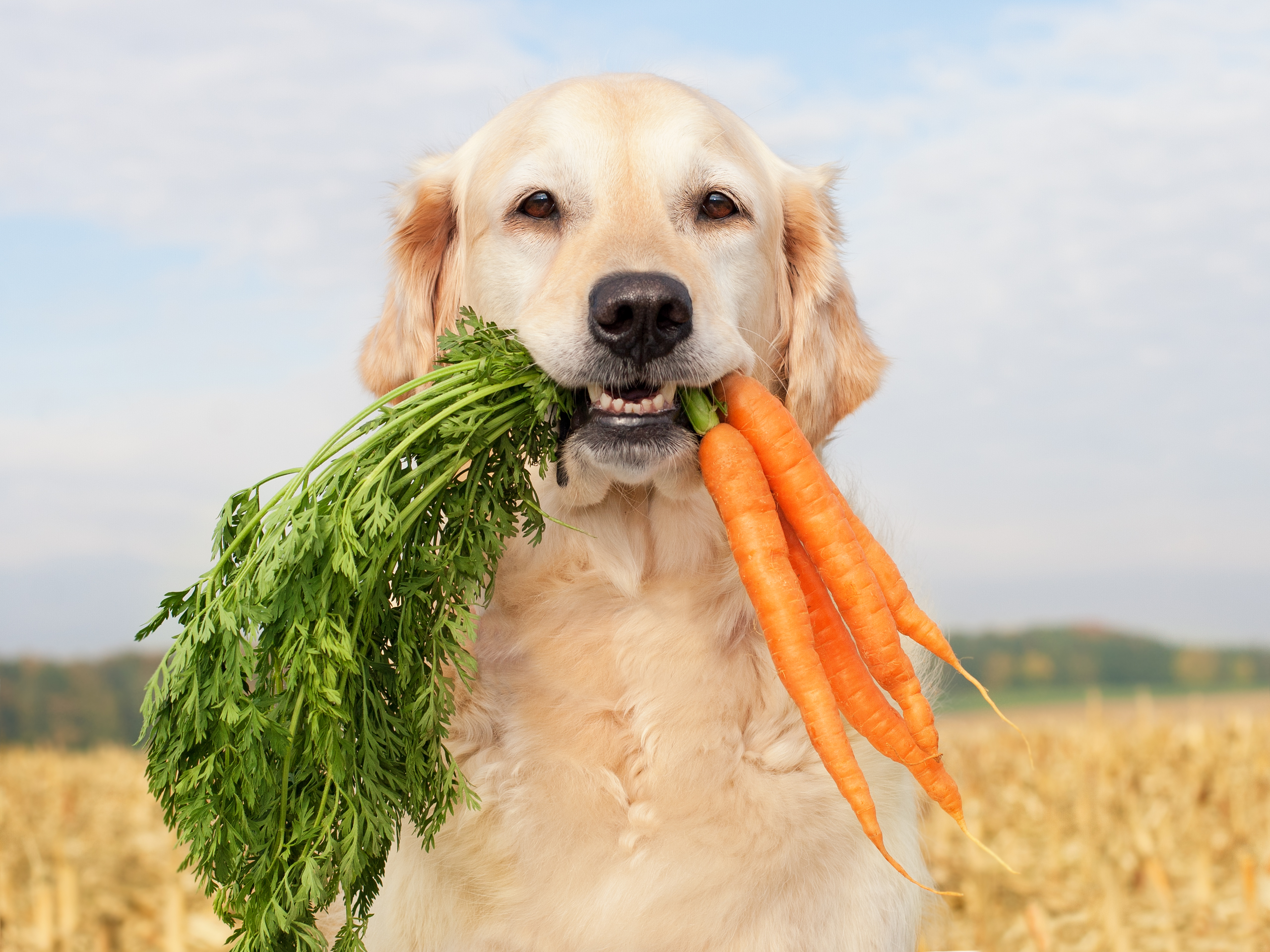 Golden retriever with a mouth full of carrots