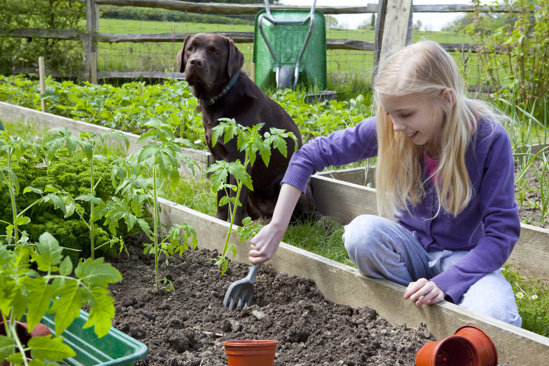 A chocolate lab sits by the vegetable garden while a young girl digs