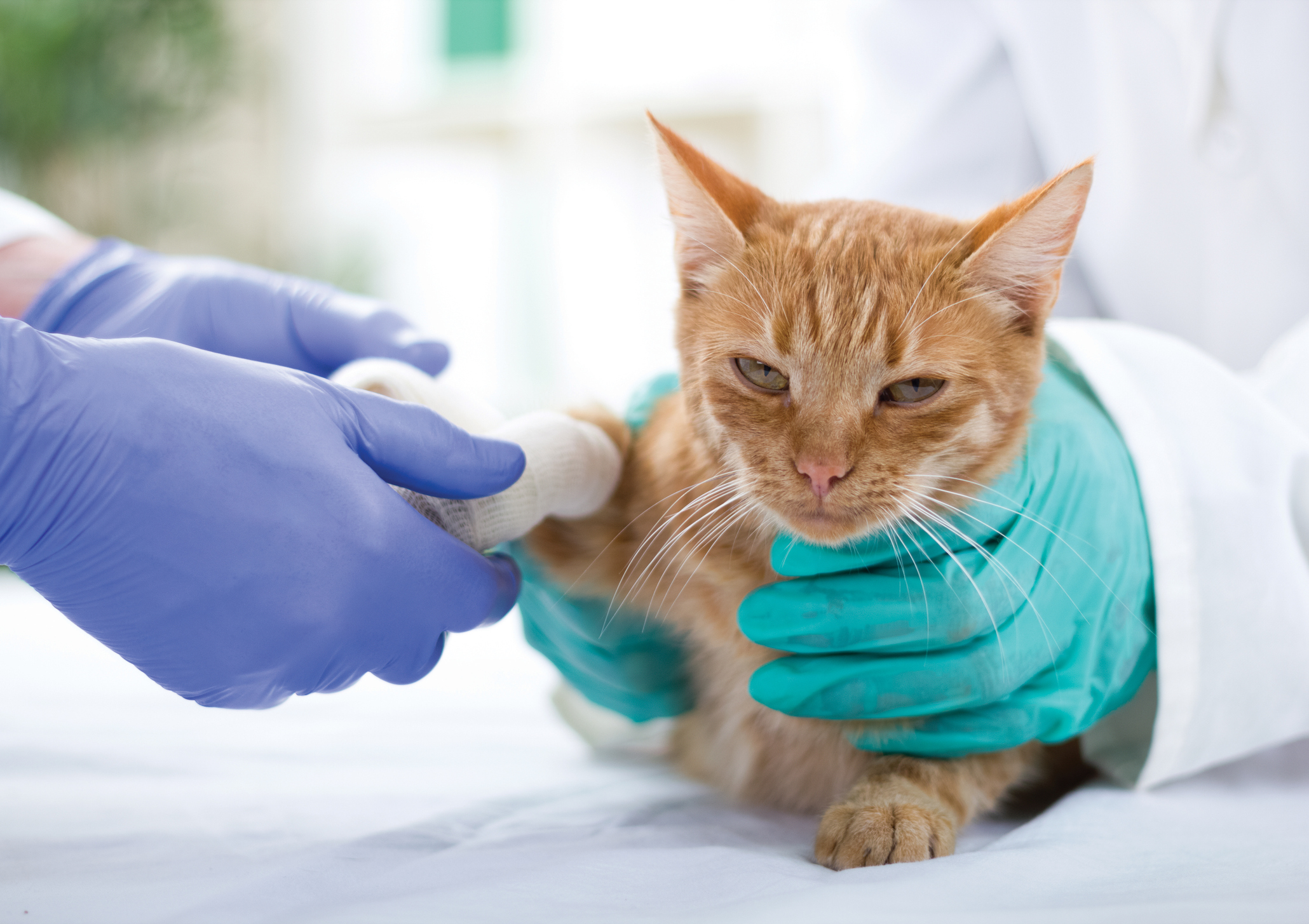 An orange cat gets his paw bandaged by the veterinarian