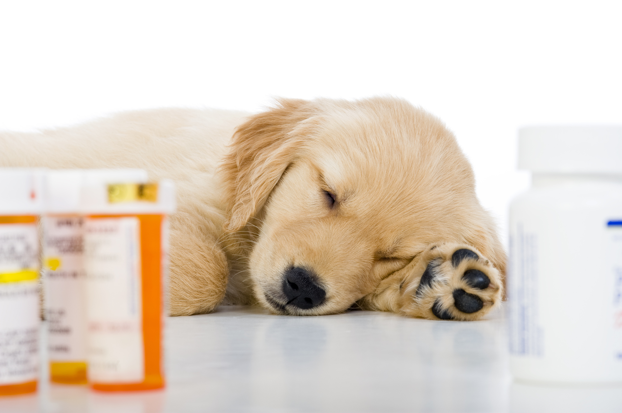 A sick golden retriever puppy rests on a veterinarian's examining table