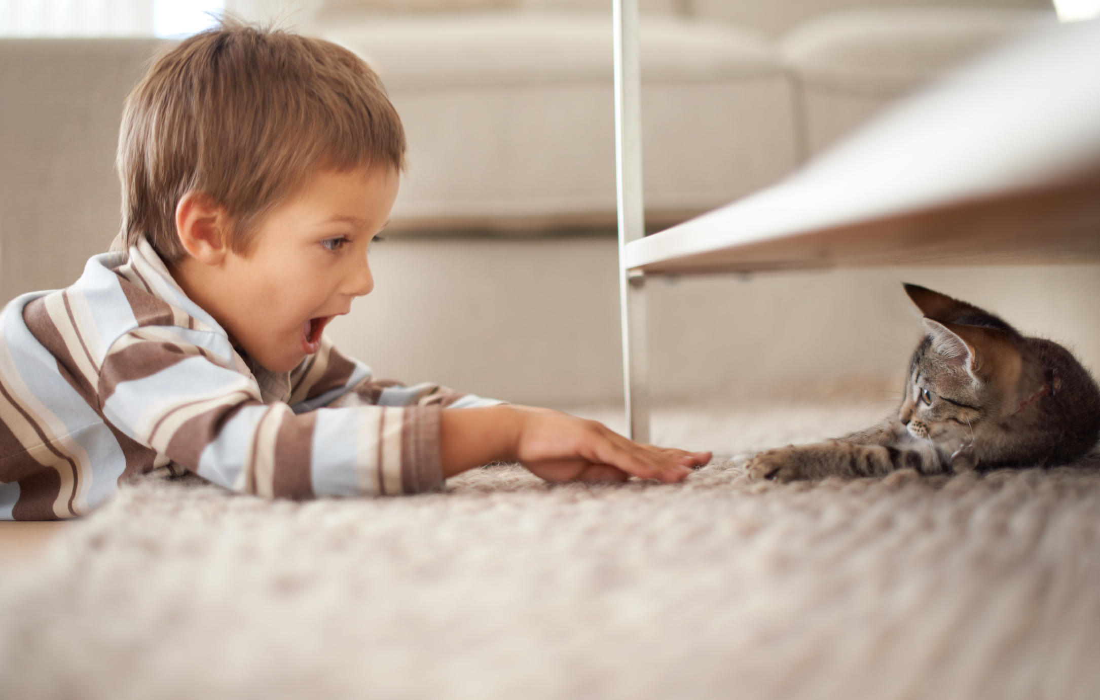Young boy plays with a kitten under the table