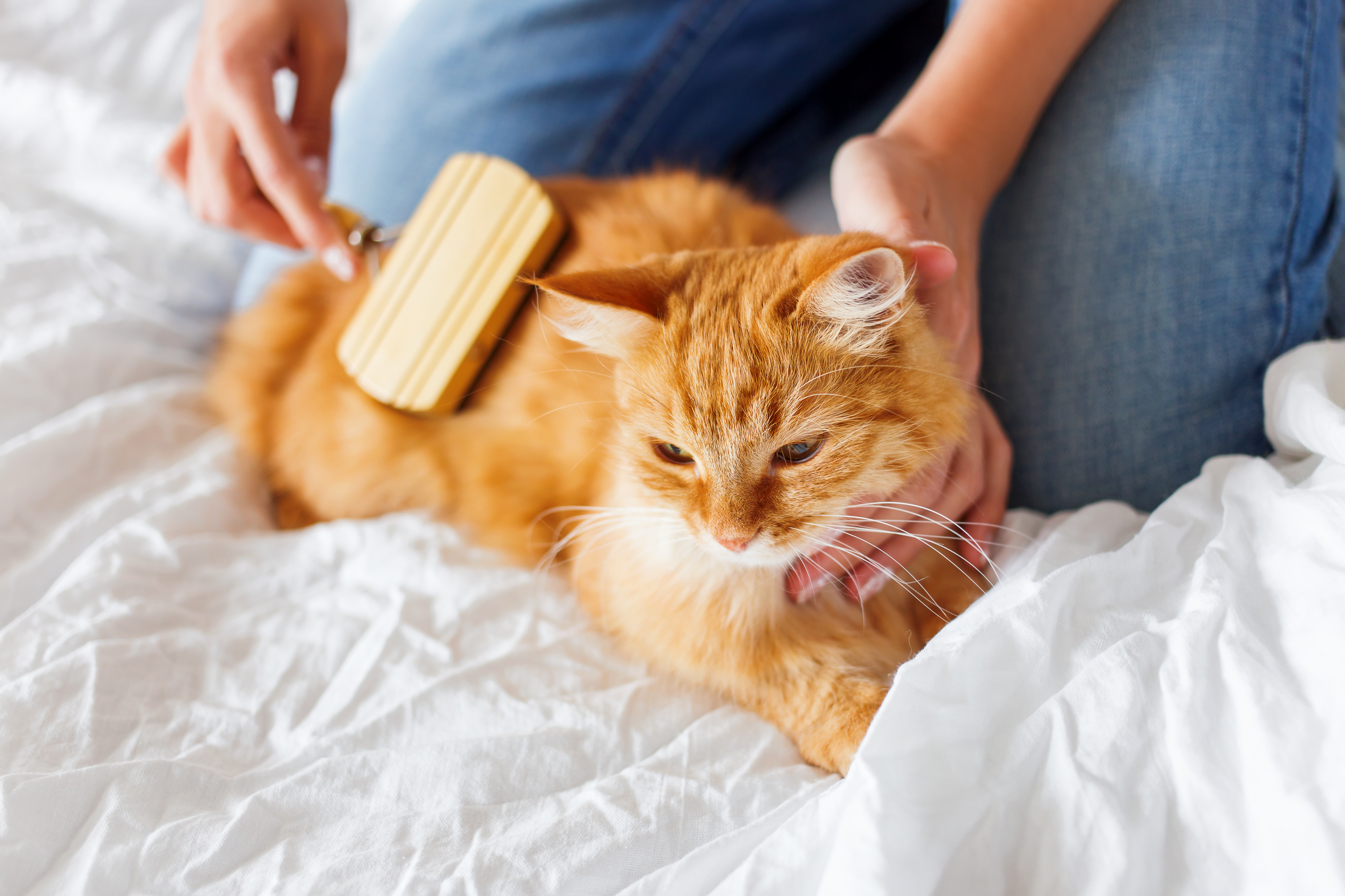 An orange cat enjoys getting brushed by his owner