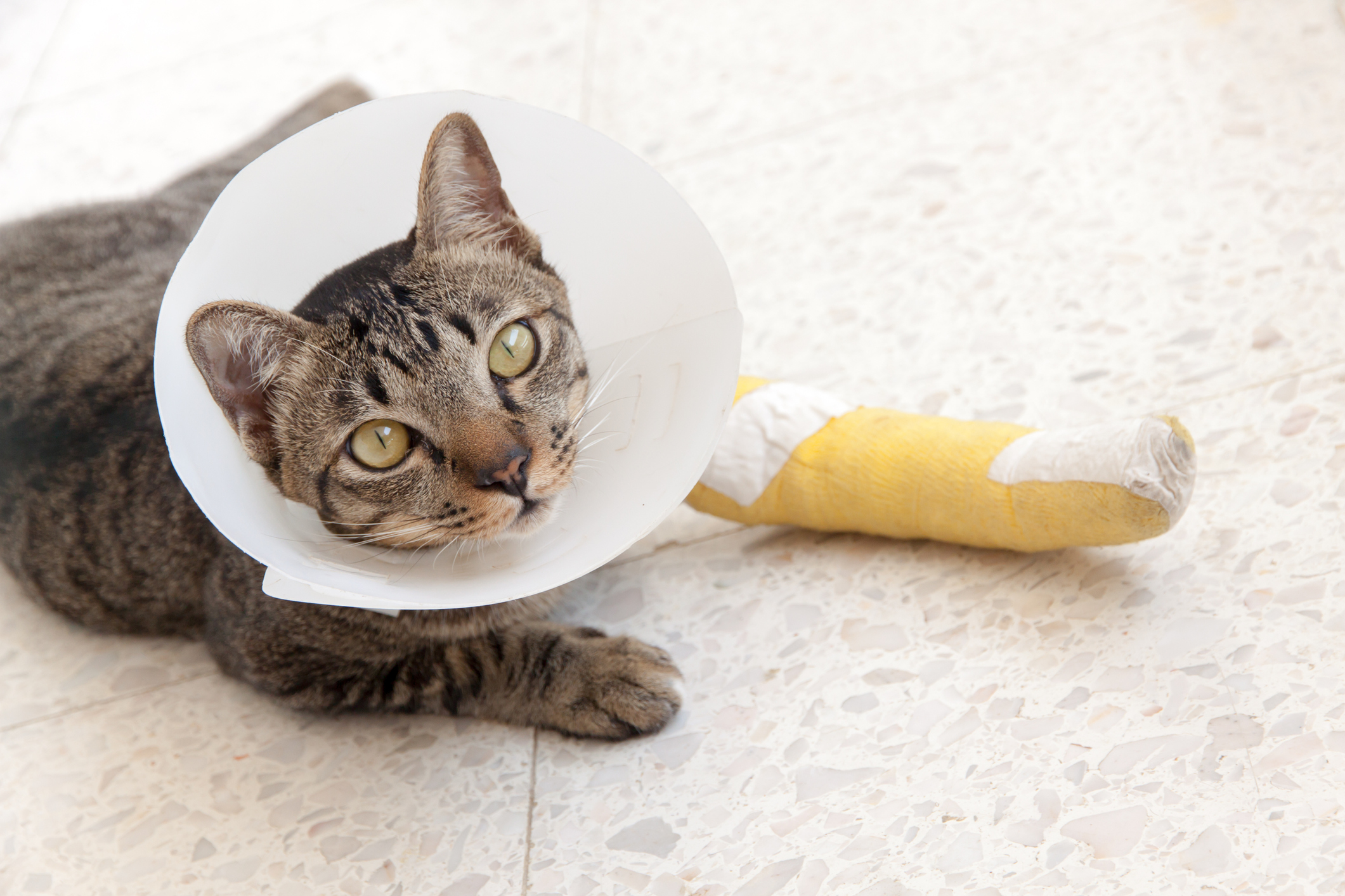 A cute brown tabby with a cast on his front paw wears a Victoria collar 