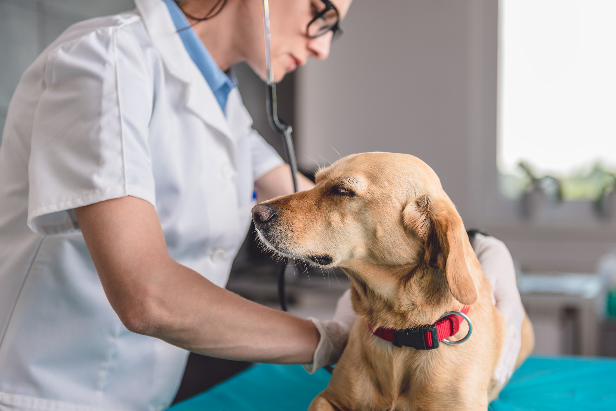 A Labrador retriever gets a checkup from a female veterinarian with a stethoscope 