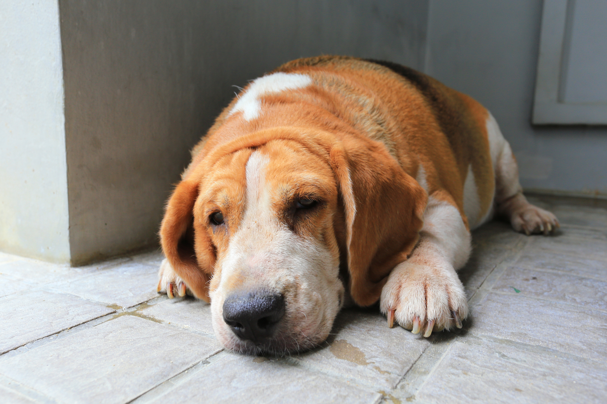 Overweight old basset hound sleeps on the floor