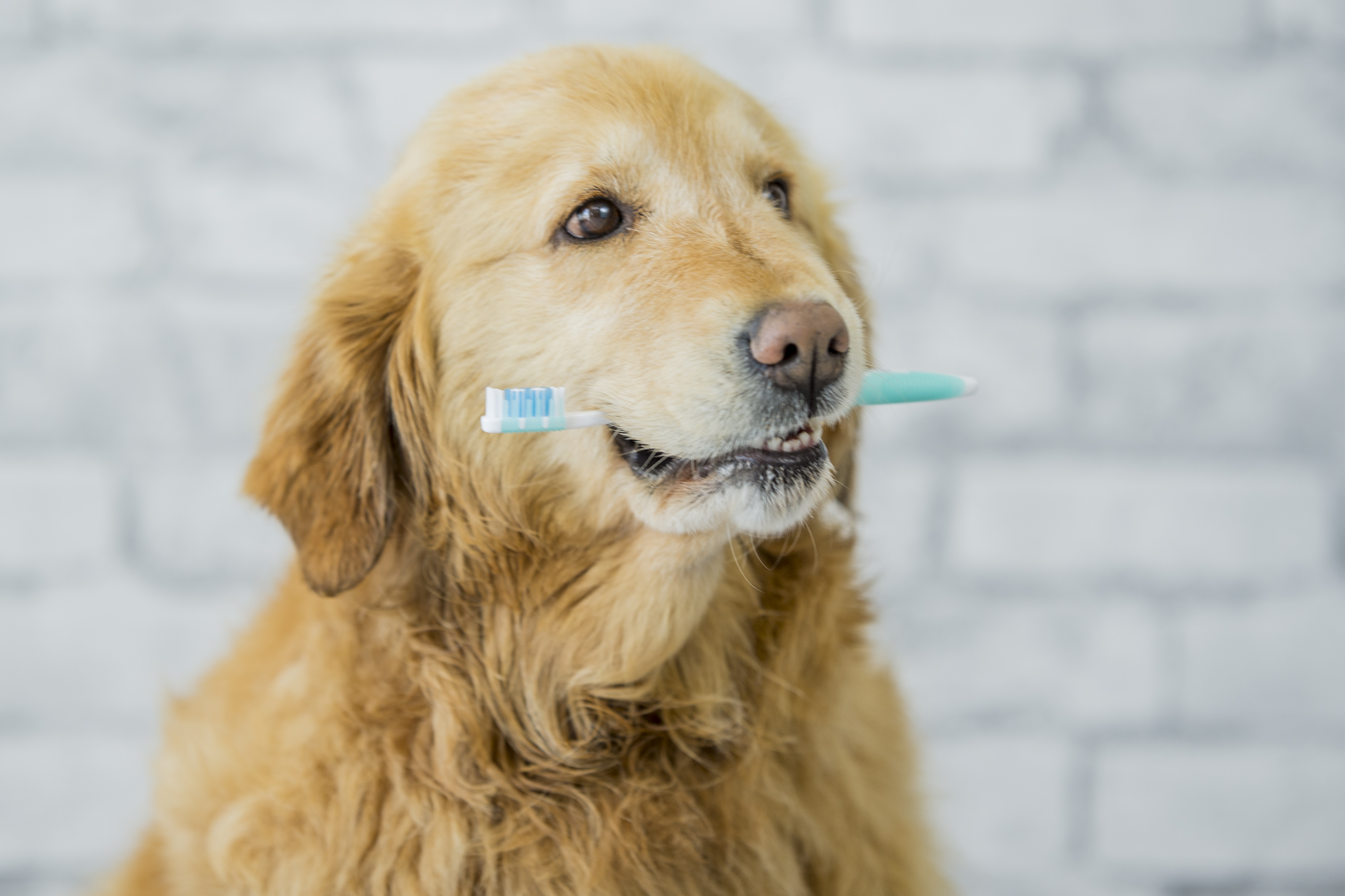 Old golden retriever holding a toothbrush in his mouth