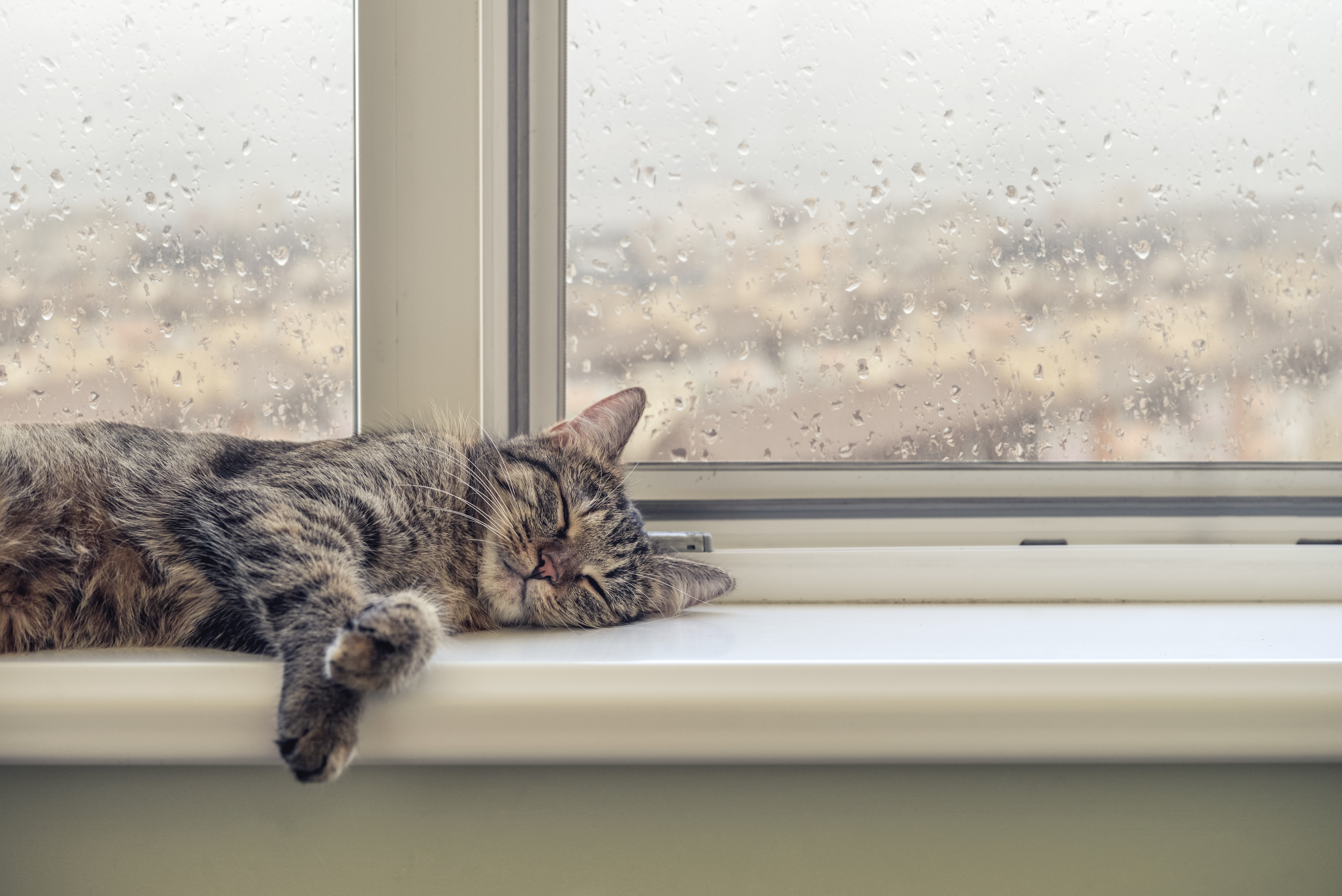 A cute cat sleeps on the window sill during a rainy day