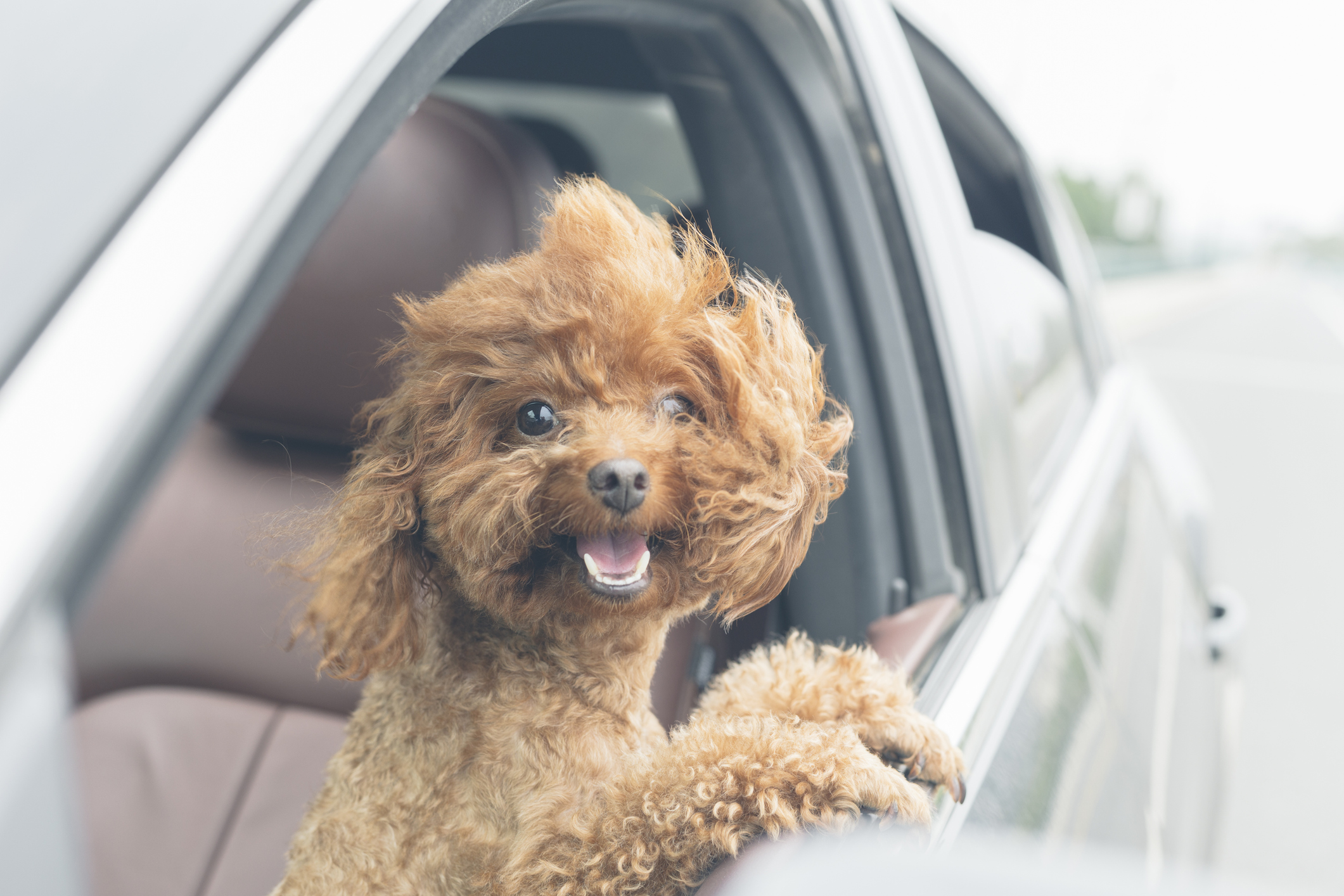 A cute poodle mix sticks his head out of car window