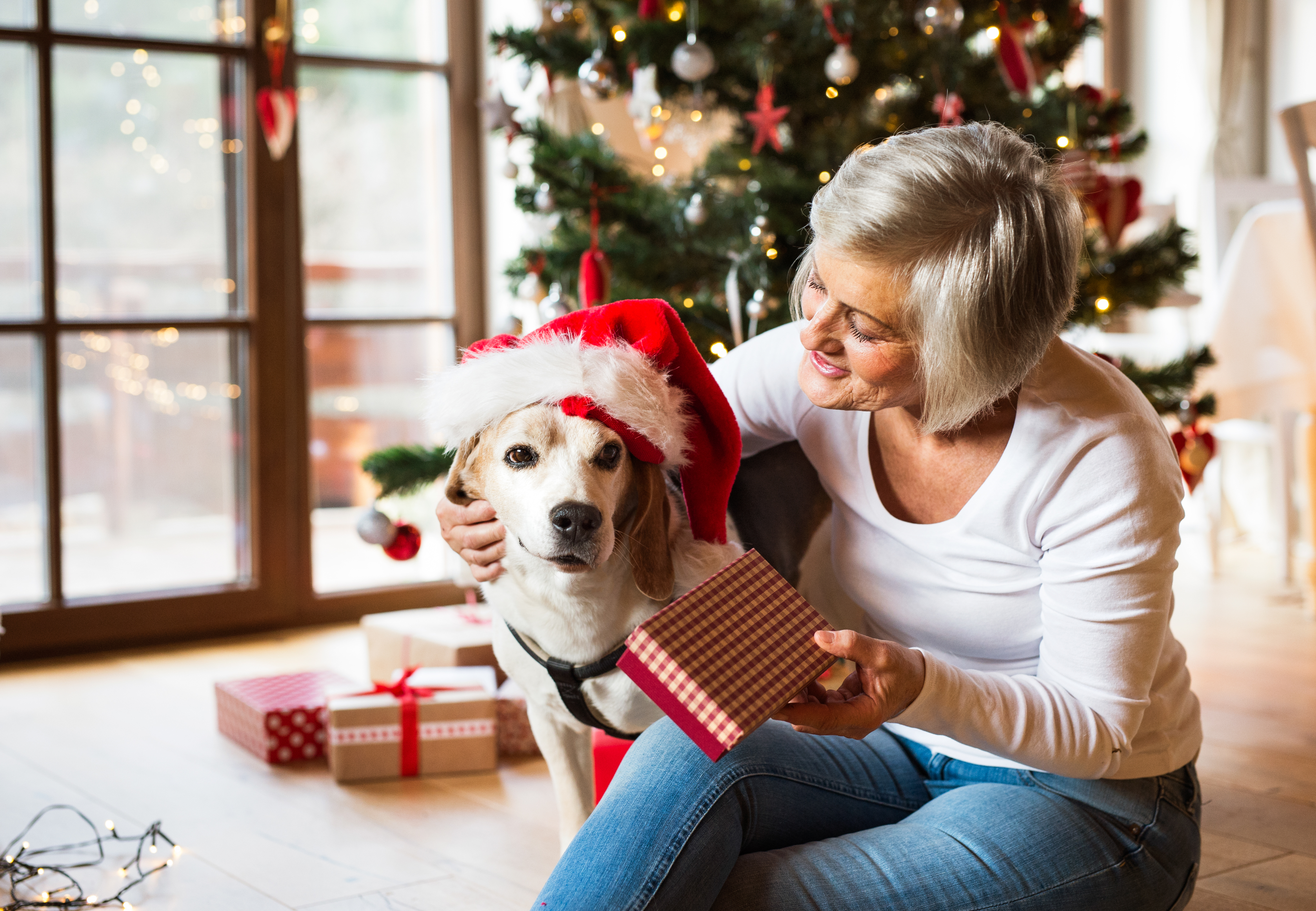 A senior beagle wearing a Santa hat opens gifts with his owner