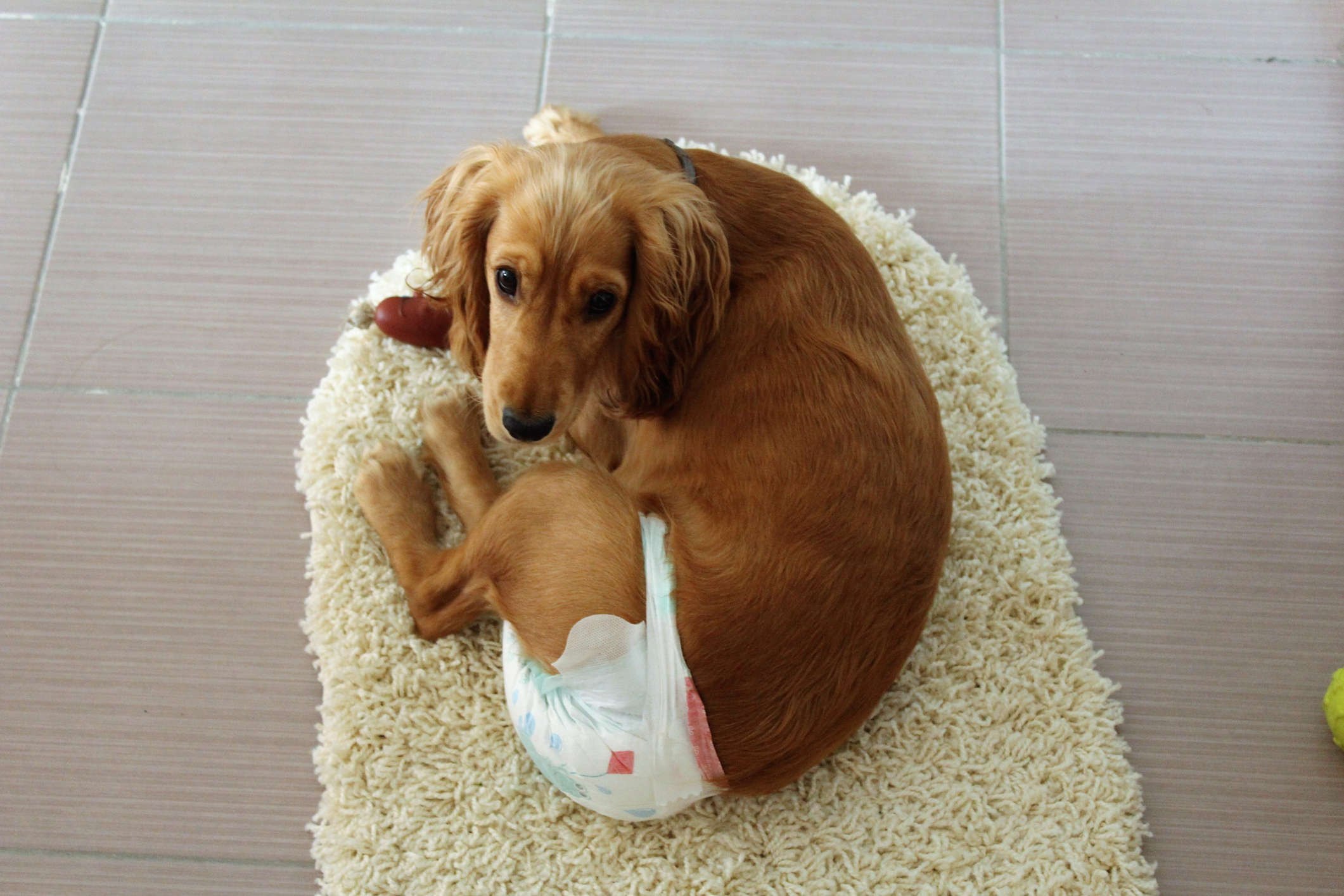 A long haired Dachshund wearing a dog diaper