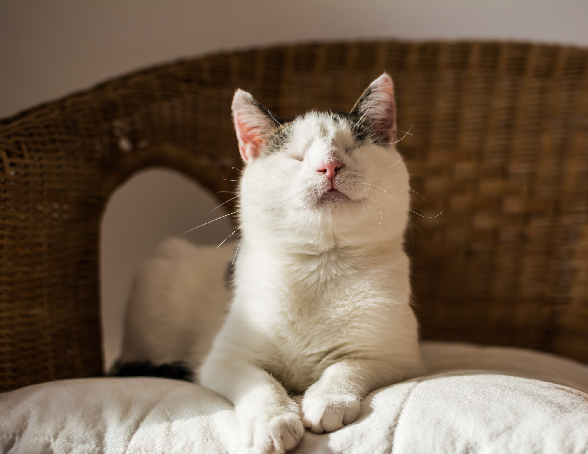 Cute blind cat sits in the sun