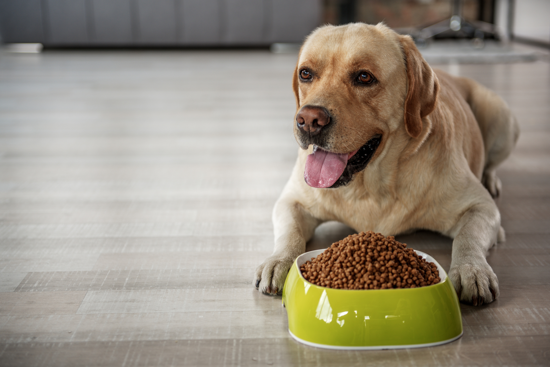 Senior golden retriever sits in front of a big bowl of kibble