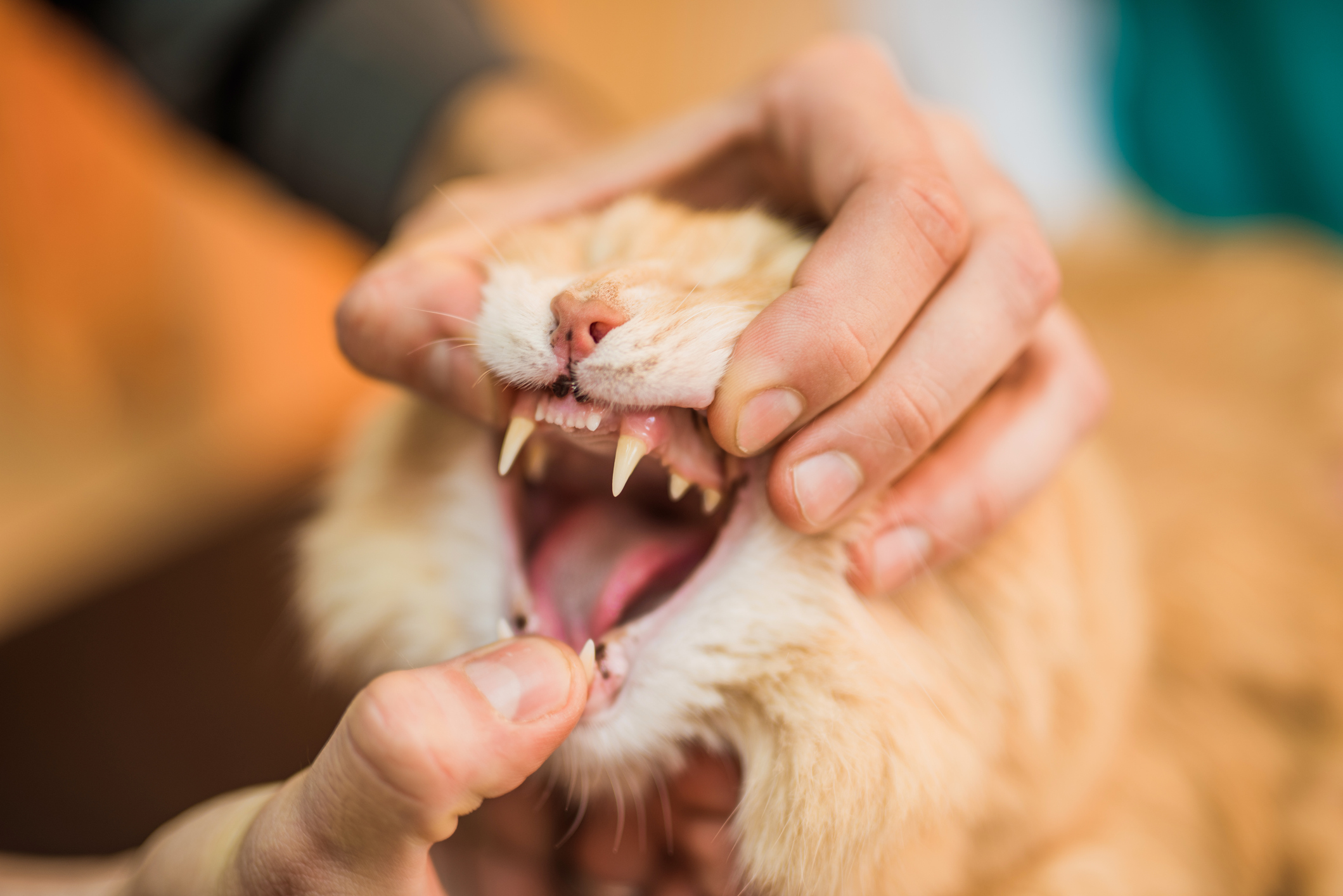 A veterinarian checks an orange cat's teeth