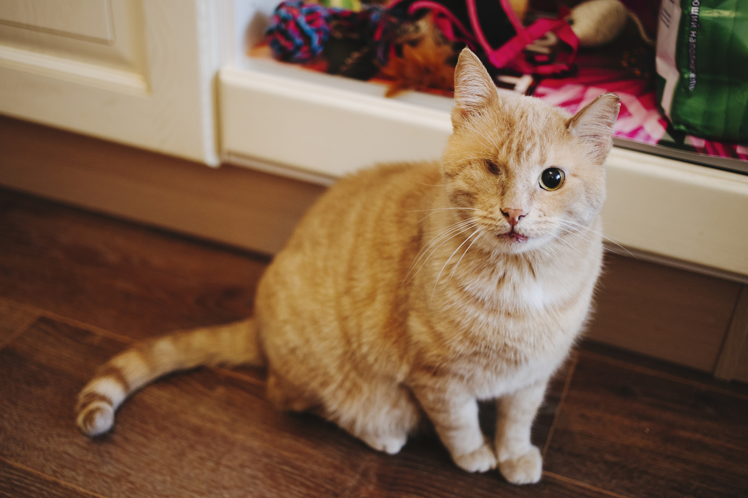 Orange tabby cat with one eye