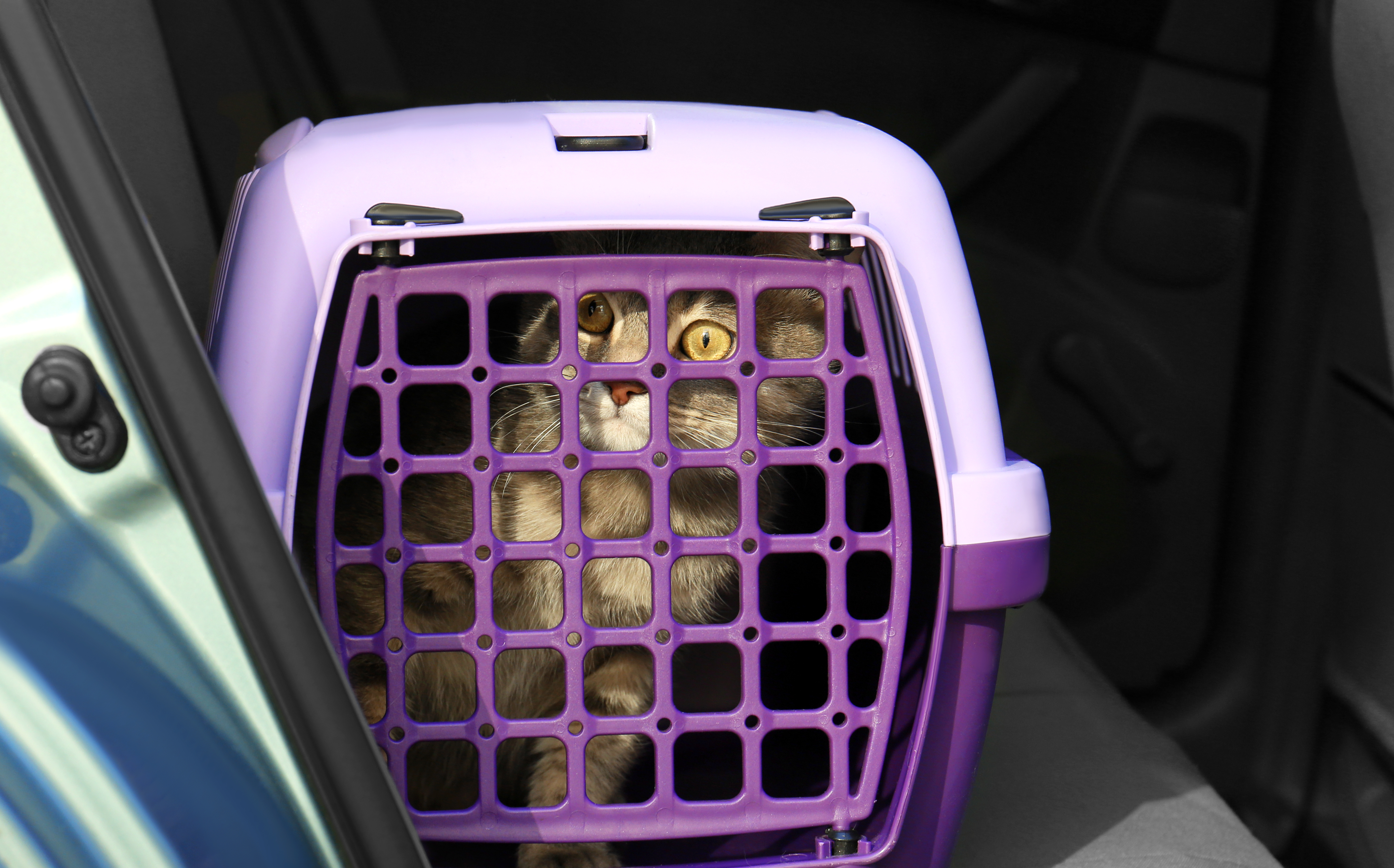 A wide-eyed cat in a purple pet carrier gets ready to go for a car ride