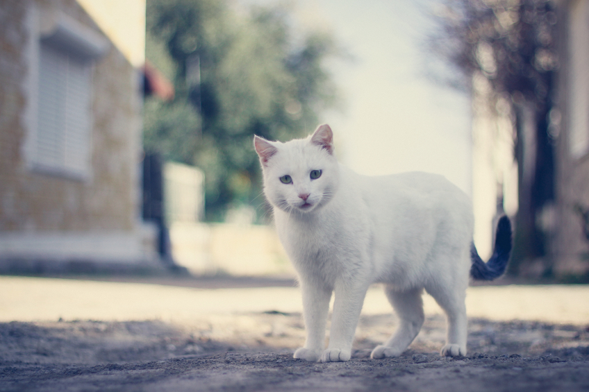 white cat's personality