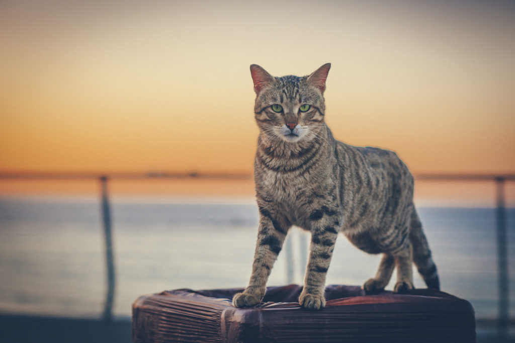 Cute cat outdoors against sunset