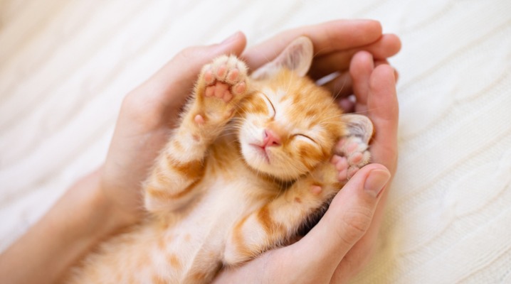 Tiny orange kitten sleeps in a man's hands