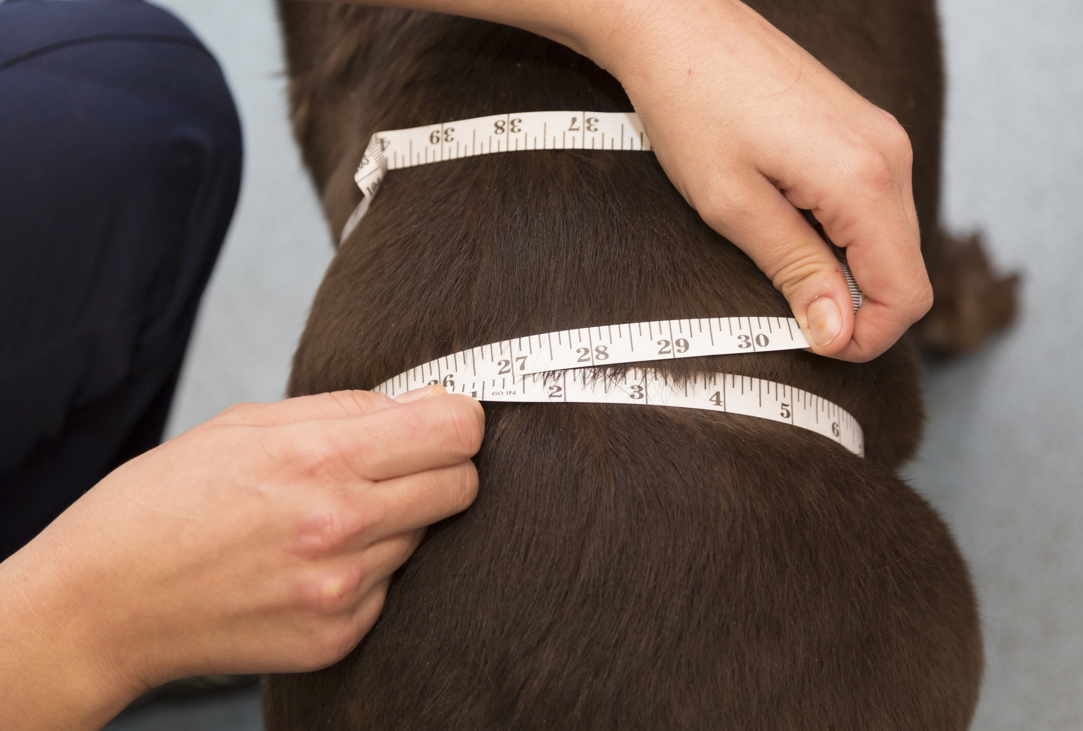 An obese brown dog getting measured with tailor's measuring tape