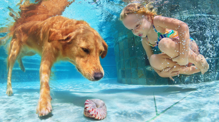 Little child playing with fun and training golden labrador retriever puppy in swimming pool - jump and dive underwater to retrieve shell. Active games with family pets and popular dog breeds like companion.