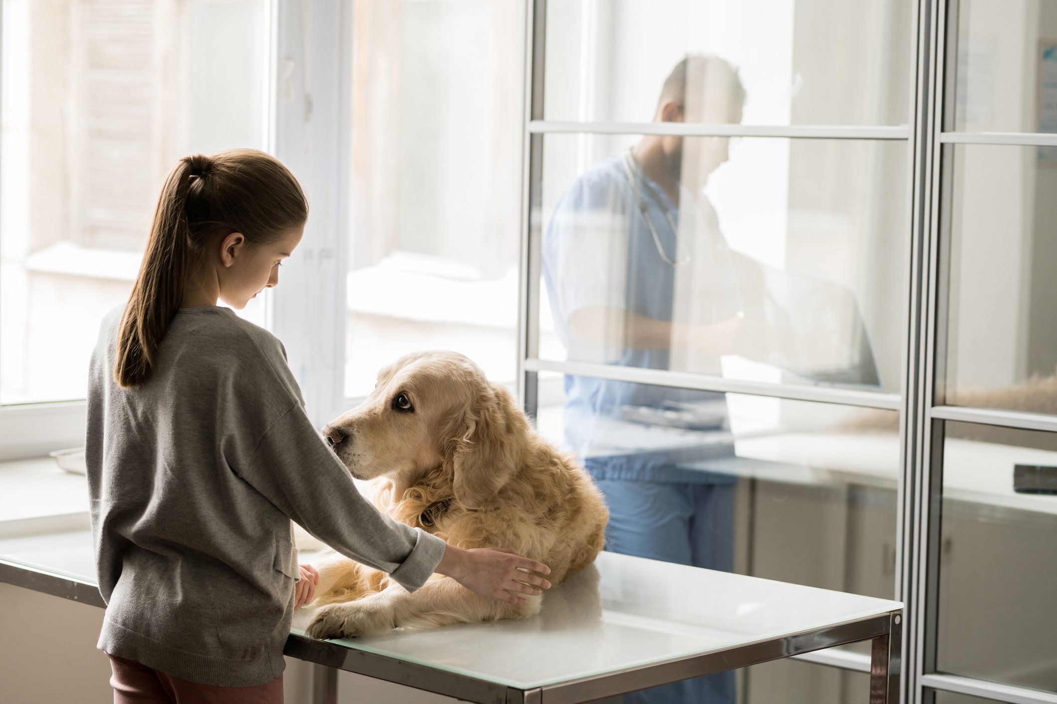 A pet owner comforts her old golden retriever on the vet's examining table