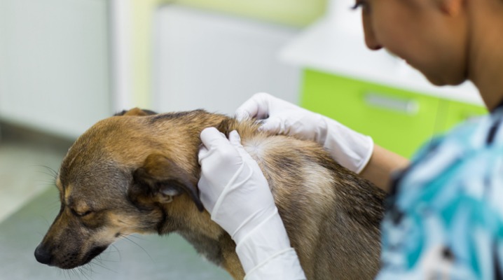 physical-exam-of-the-dog-at-the-veterinarian-picture-id959860930-4