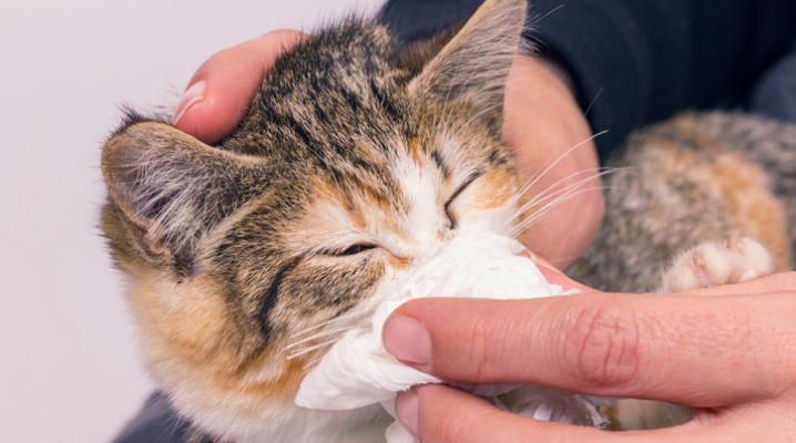 Poor sick kitten with an feline herpesvirus infection blowing his nose