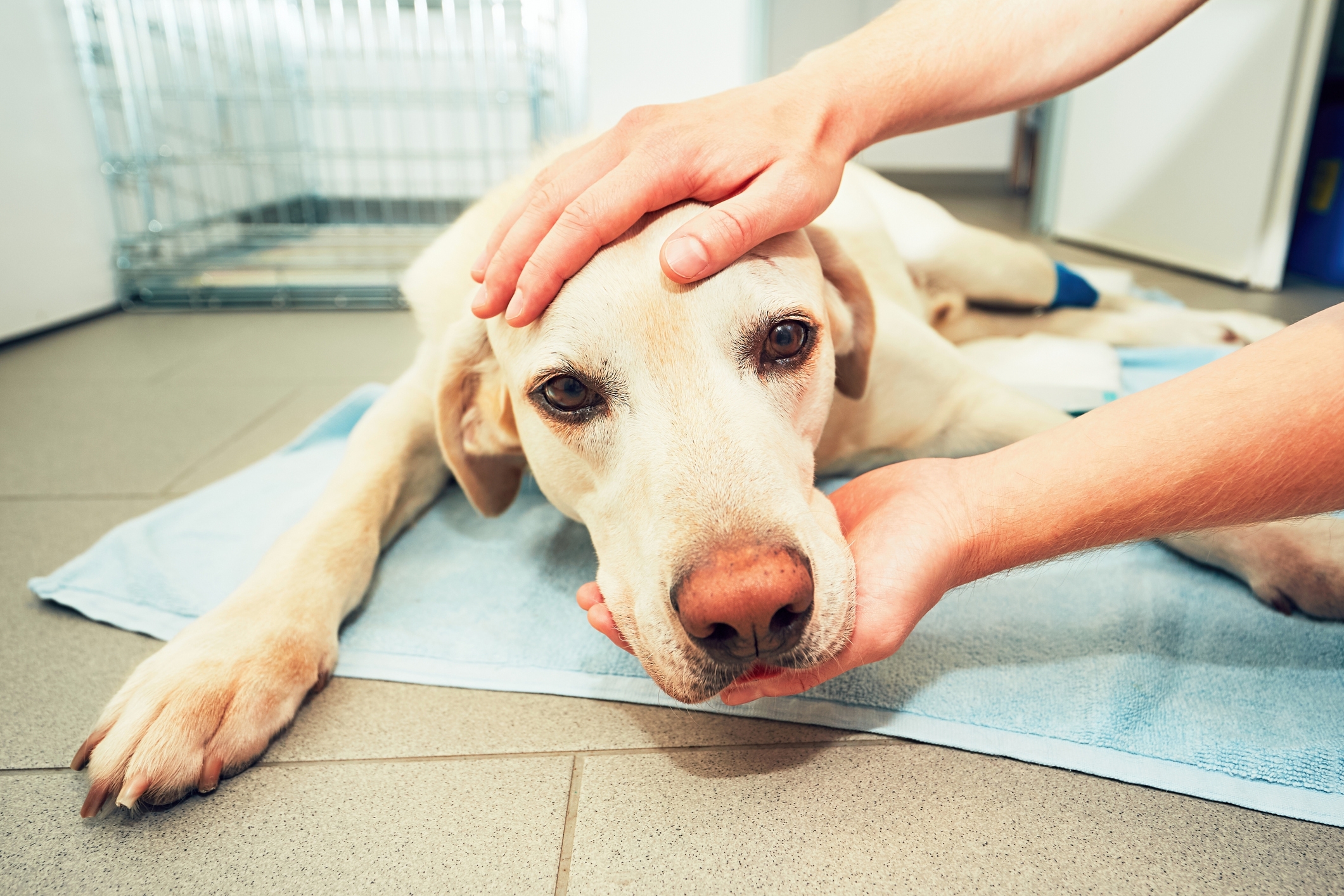Unhappy golden Labrador lays on a towel in the vet's office right after surgery