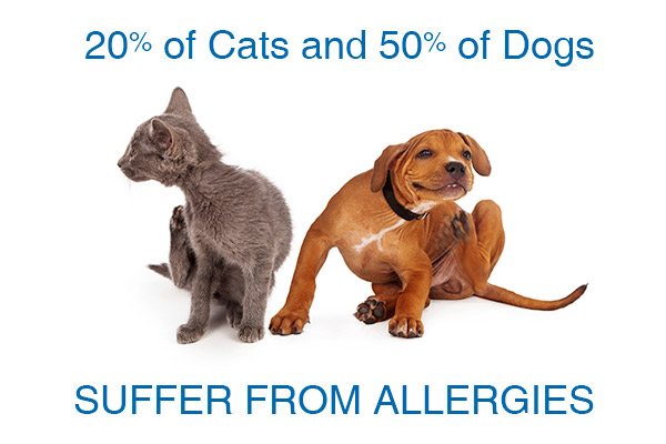Suffering from Pet Allergies