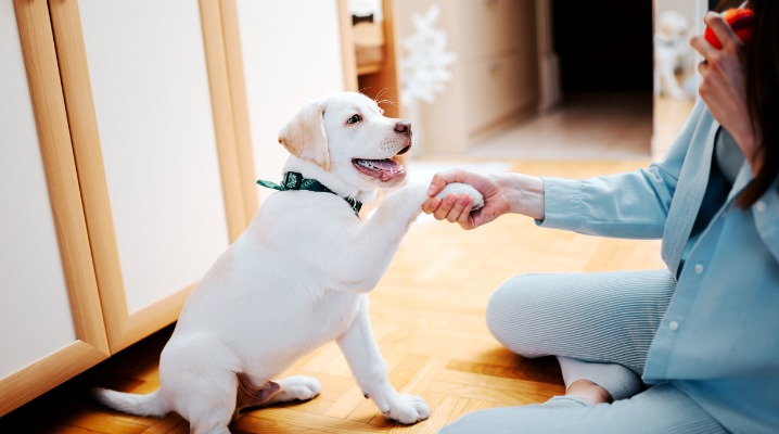 Woman teaching her Labrador retriever puppy to give a paw